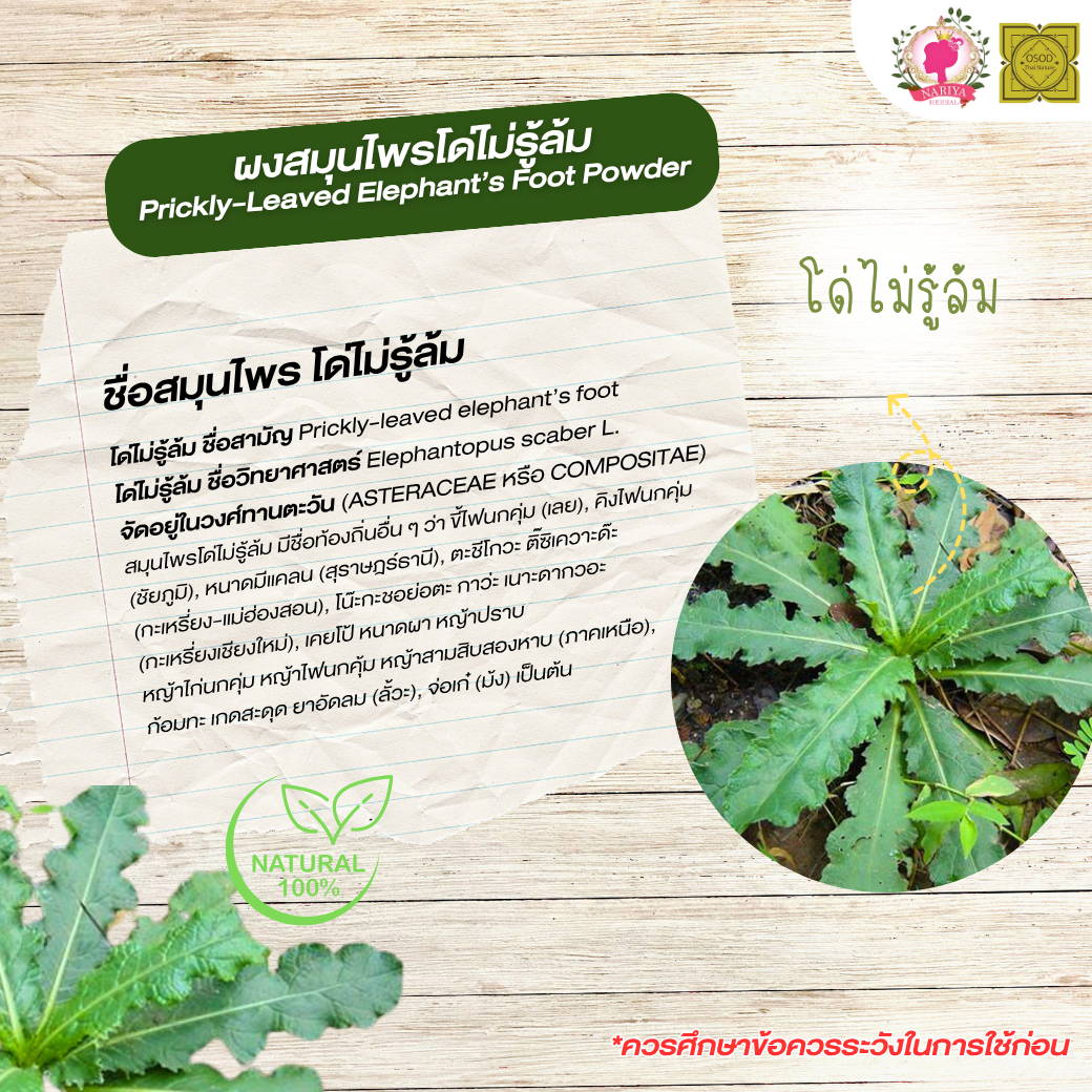 ผงโด่ไม่รู้ล้ม (Prickly Leaved Flephant's Foot Powder) ขนาด 500 1000 กรัม โด่ไม่รู้ล้ม บดละเอียด สมุนไพร แท้ 100% FG-HBP-035
