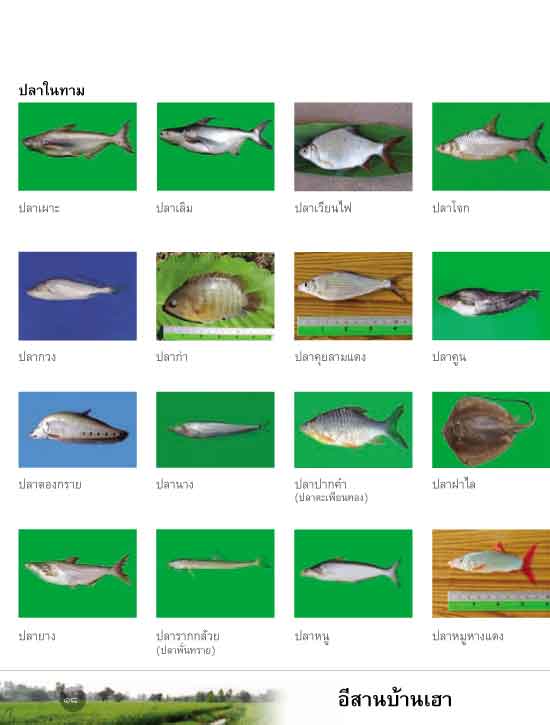 อีสานบ้านเฮา