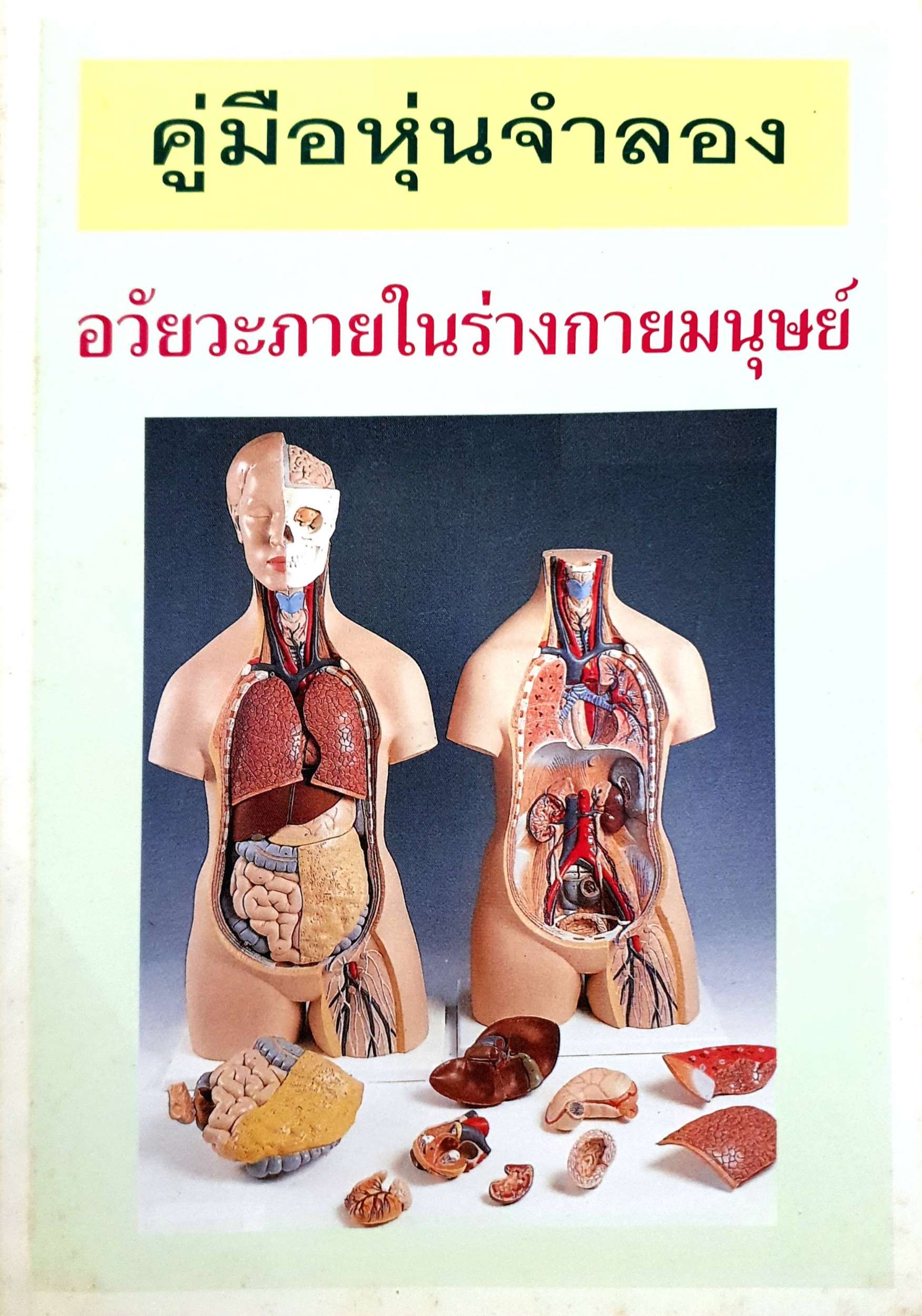 คู่มือหุ่นจำลอง อวัยวะภายในร่างกายมนุษย์