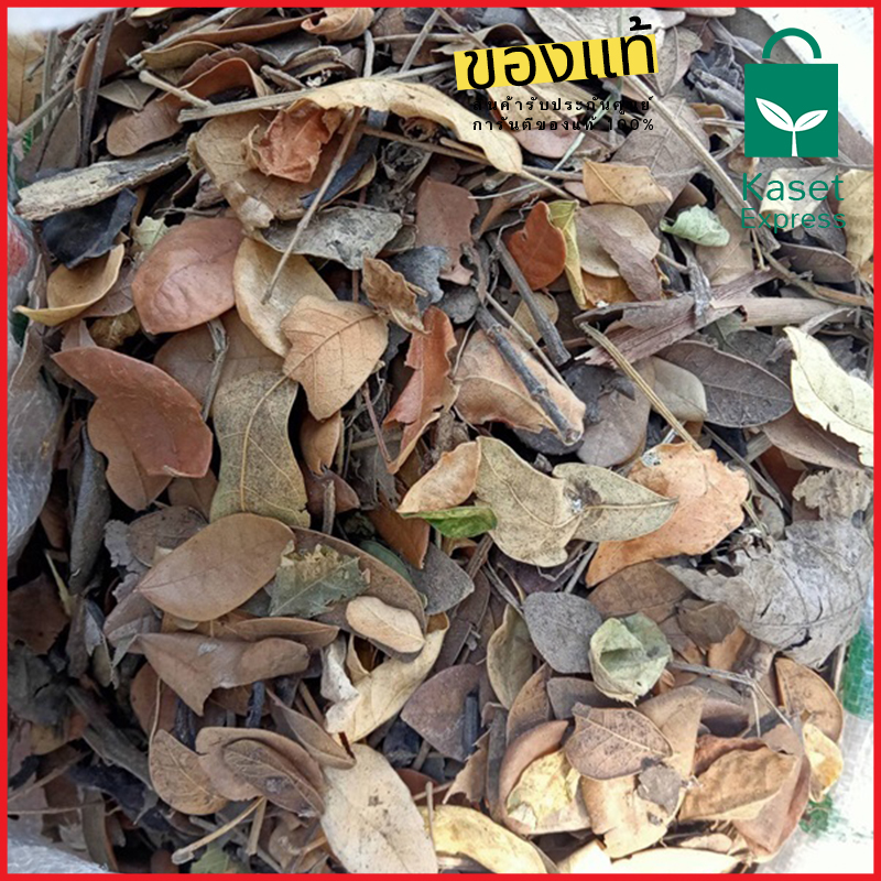 จำหน่ายใบก้ามปูราคาส่ง ใบก้ามปูราคาโรงงาน จัดส่งทั่วประเทศ พร้อมรถขนส่งครบทุกประเภท