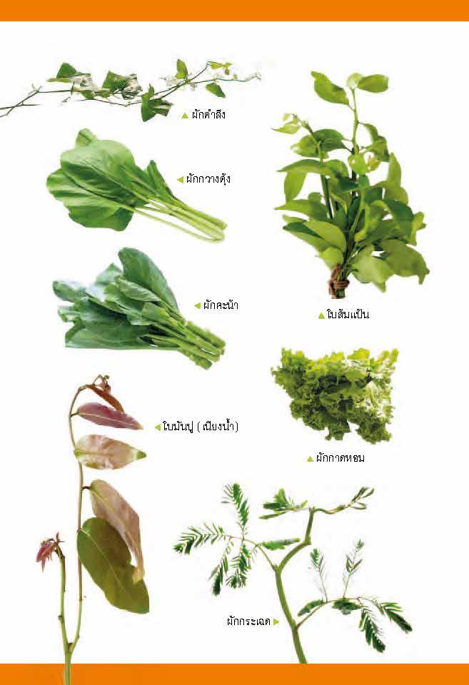 โภชนาการกับผัก