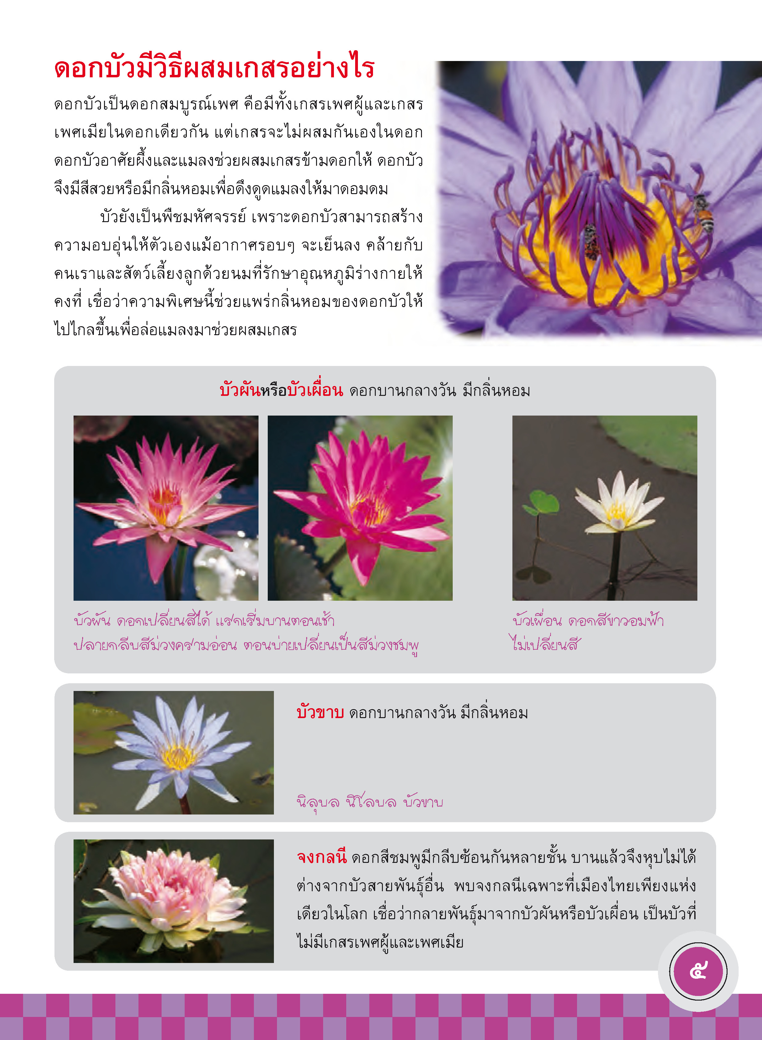 ภูมิใจไทย-บัวไทย (อาเซียน)