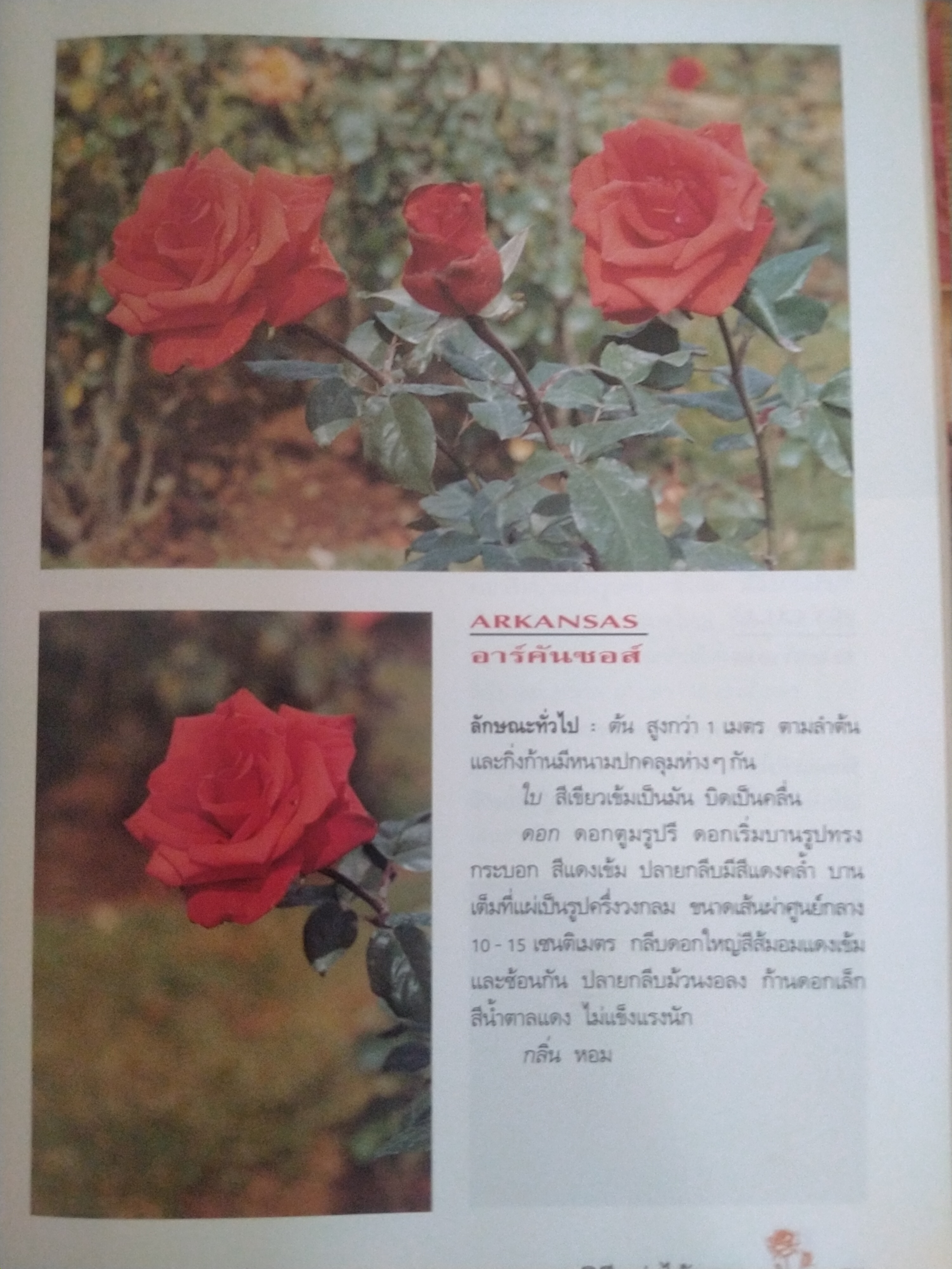 กุหลาบราชินีแห่งไม้ดอก