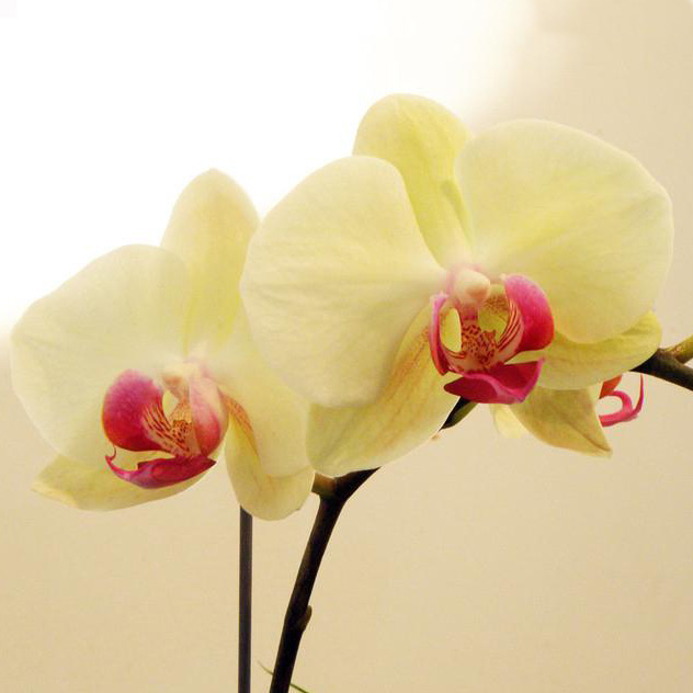 แม่พิมพ์ดอกไม้สแตนเลส Fondant แม่พิมพ์ Phalaenopsis เครื่องมือสำหรับนักประดิษฐ์ดอกไม้และผู้ที่รักการทำขนทเค๊กเบเกอรี่ชุด British Sugar Flower