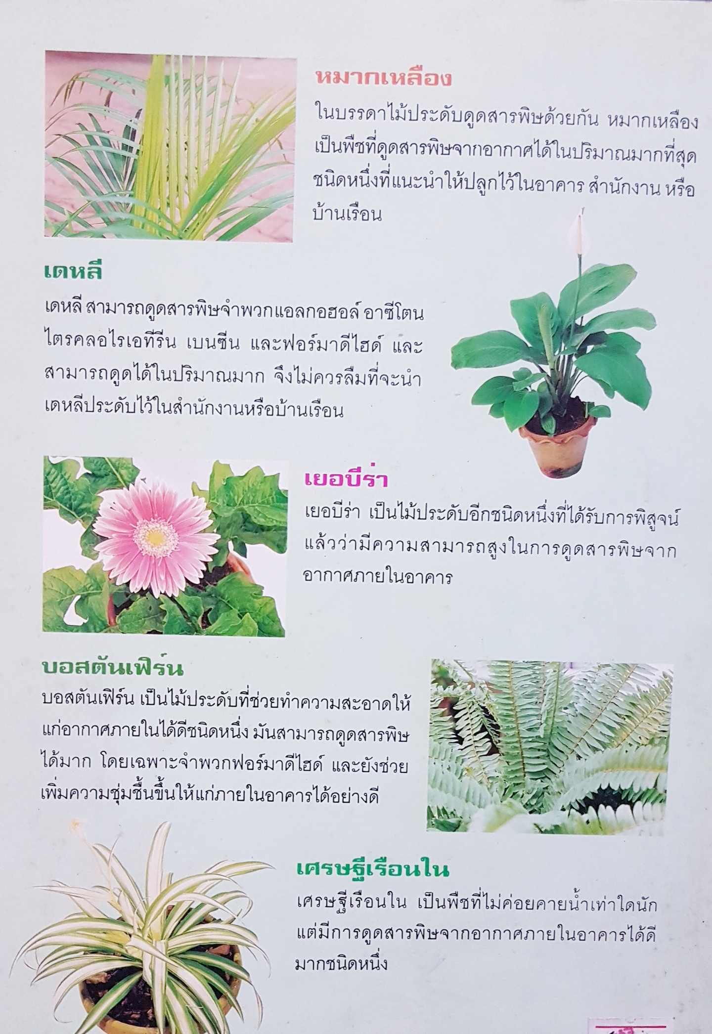 ไม้ประดับ ดูดสารพิษ คู่มือชีวิตไร้สารพิษ....คมสัน หุตะแพทย์