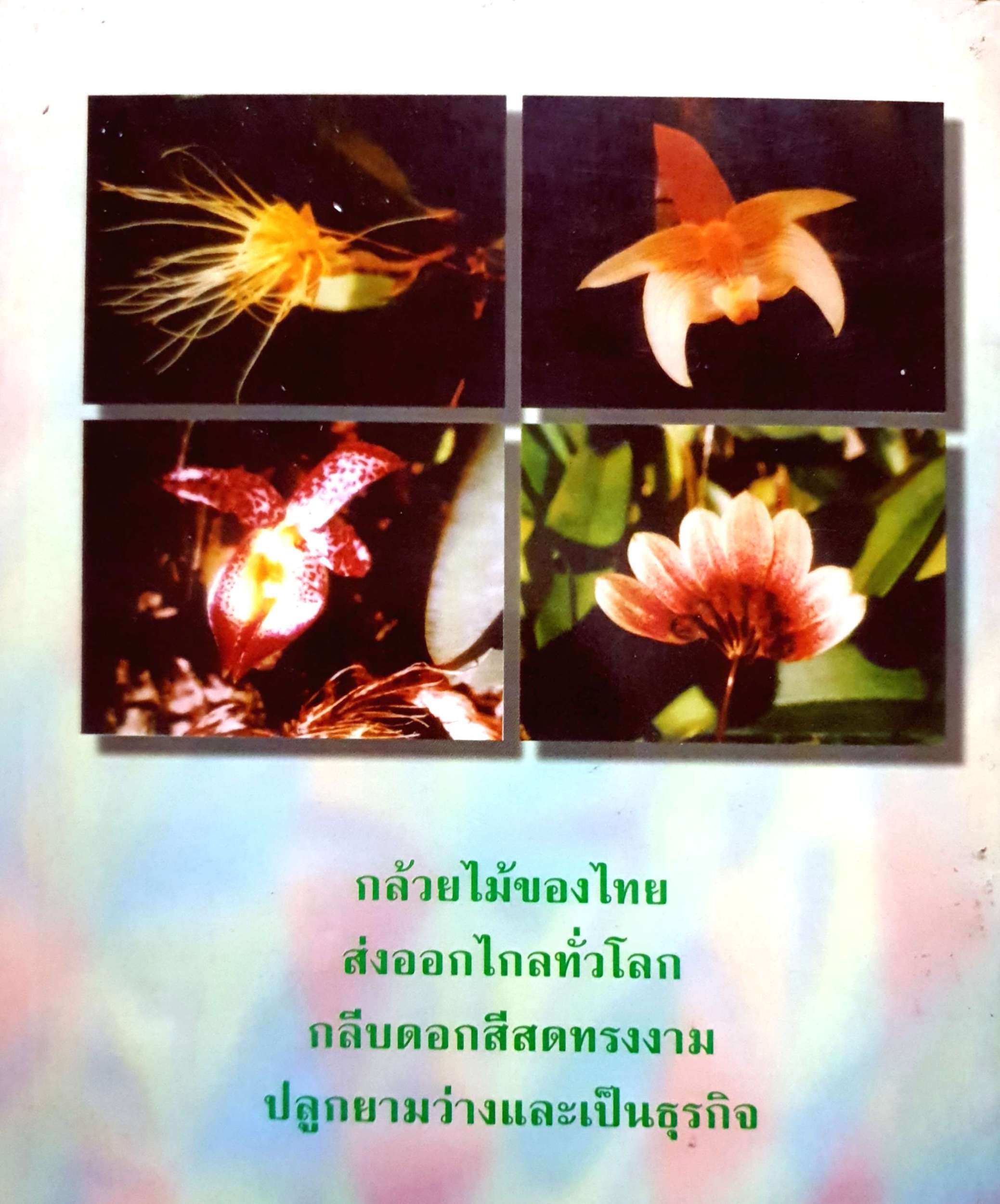 การปลูกกล้วยไม้ไทยสกุลต่างๆ