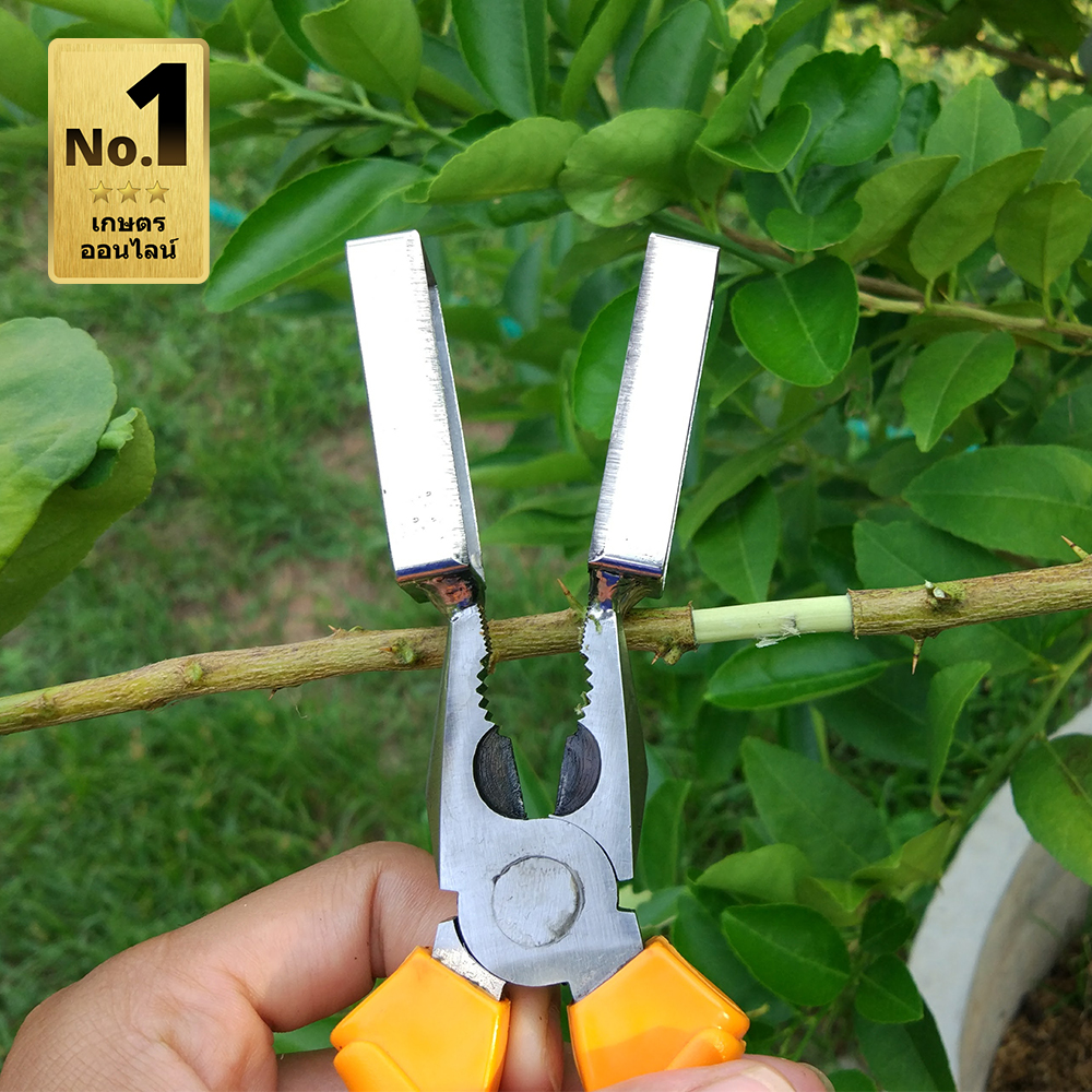 คีมตอนกิ่ง ใบมีดสแตนเลส ขนาด 10 นิ้ว