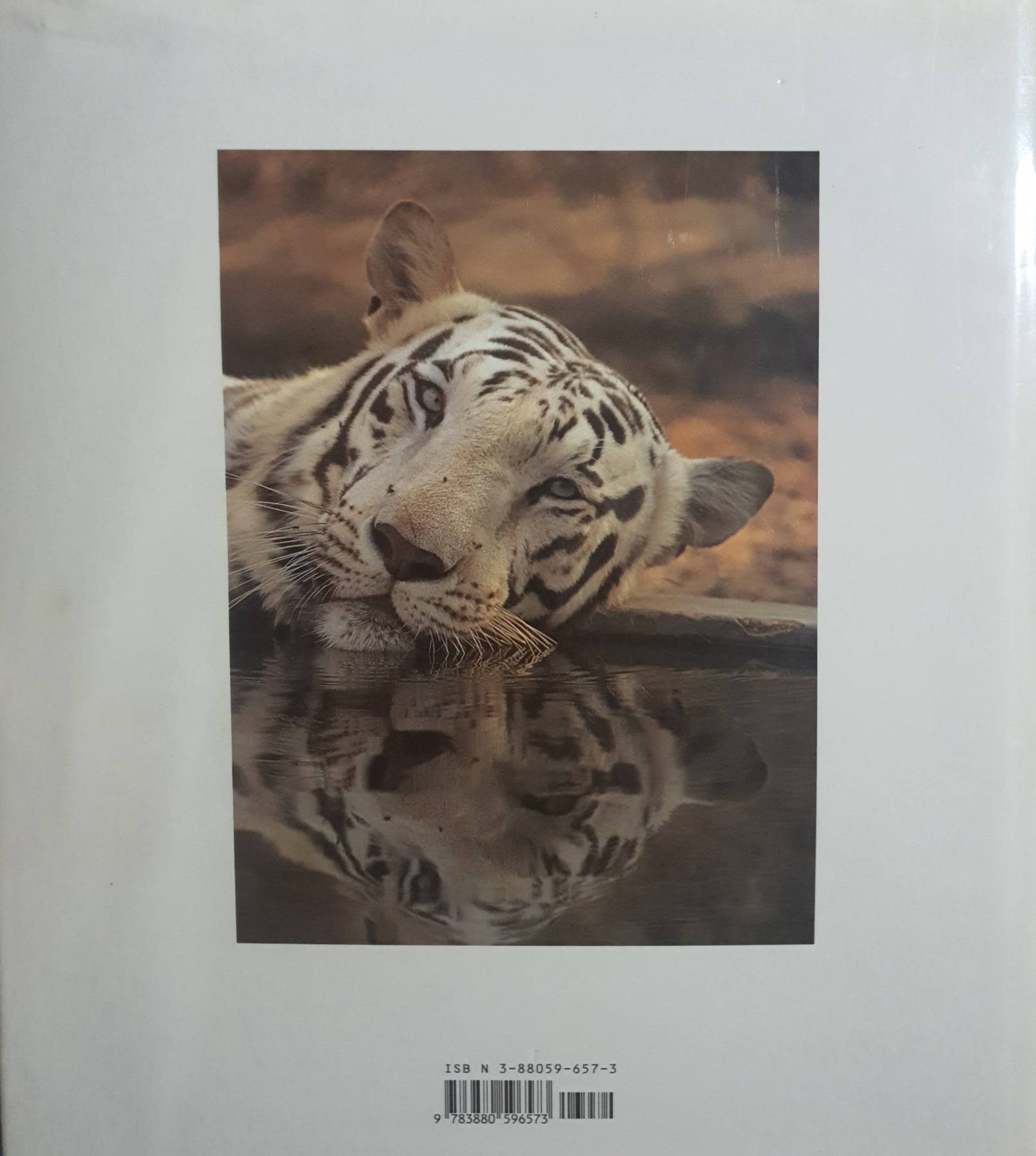 Tigers : A Look into the Glittering Eye by Lee Server (1992, Hardcover)