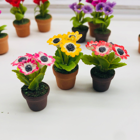 Miniature Chrysanthemum in pot 1.0 cm (3 pcs./set)