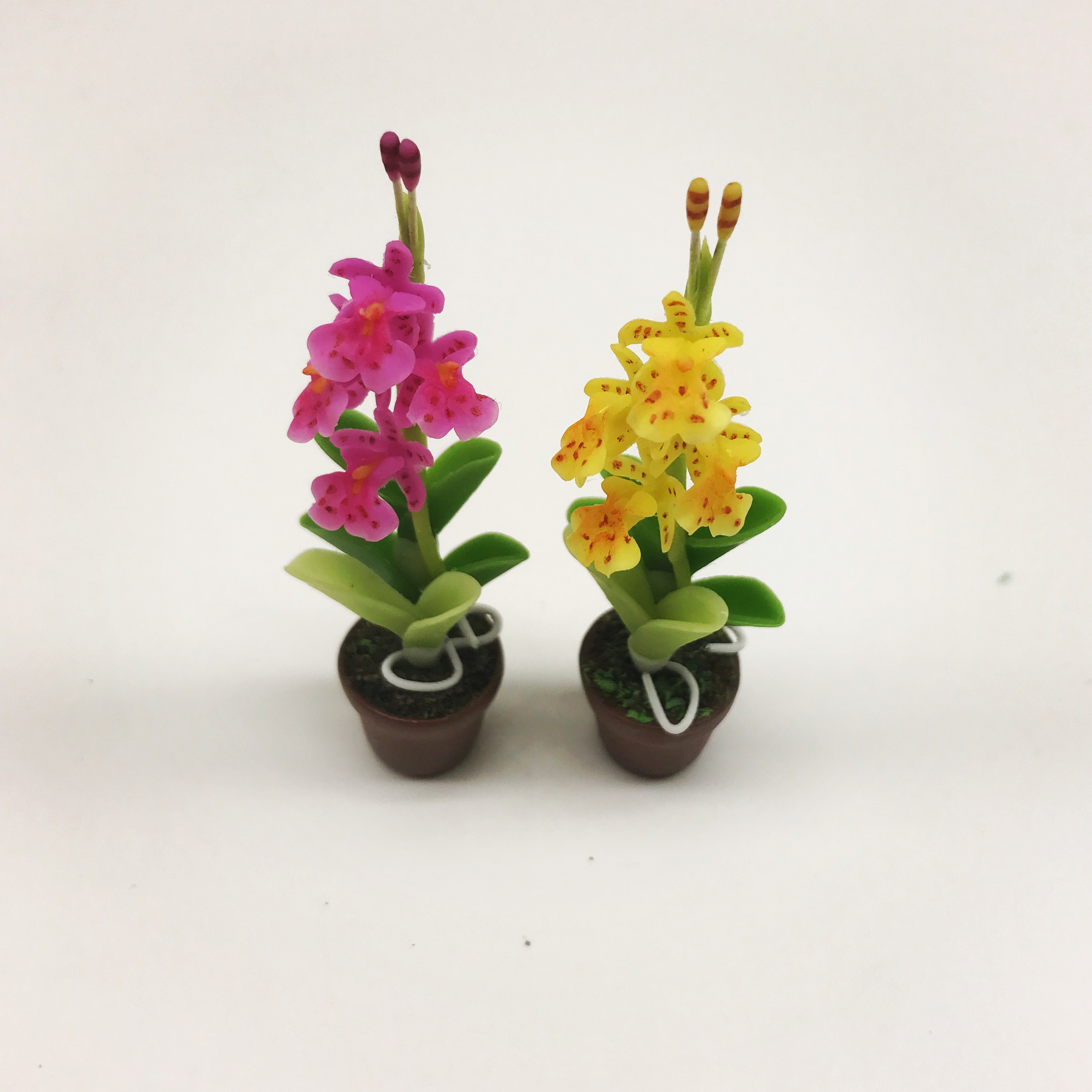 Miniature plant,flower in pot