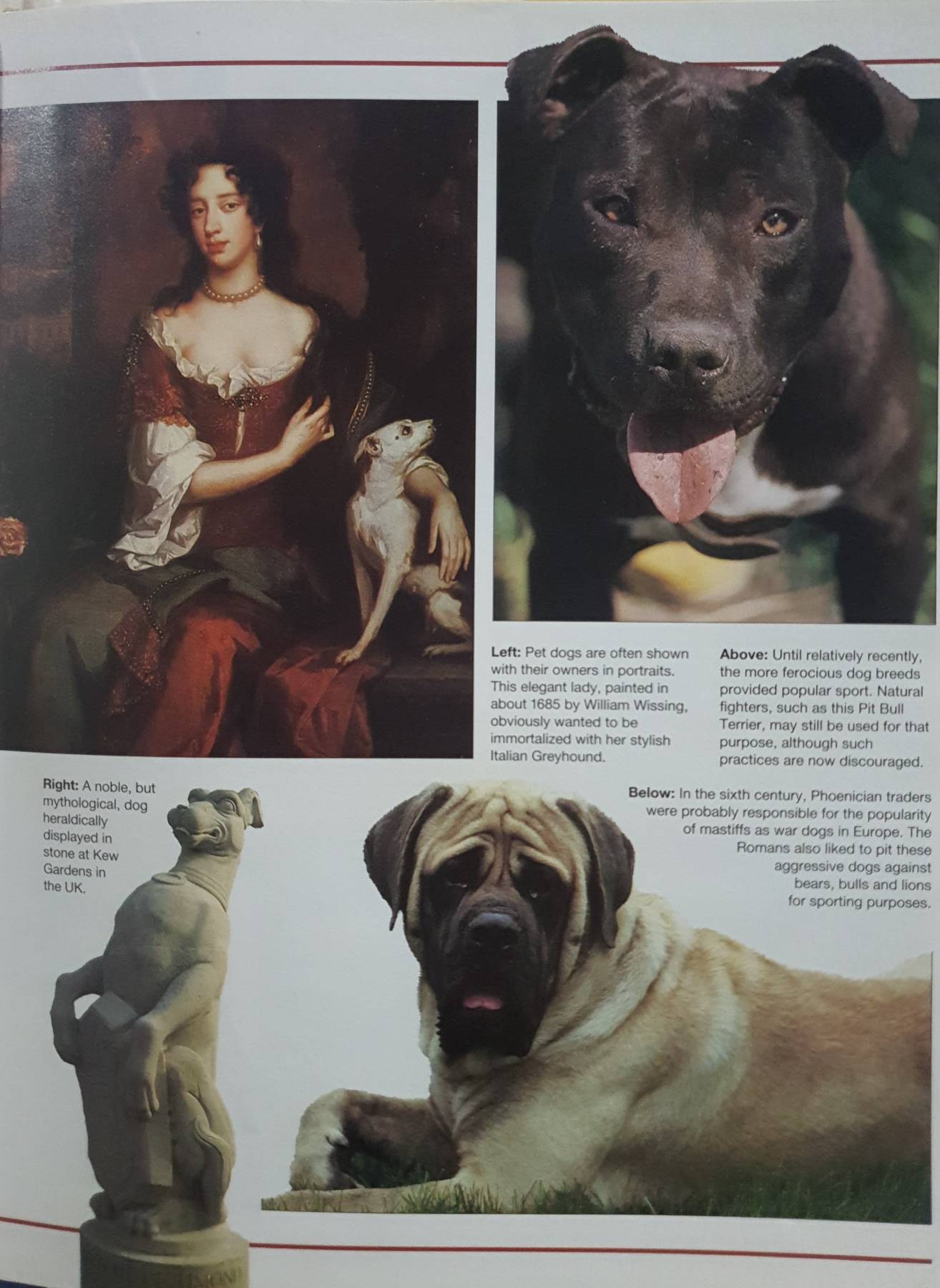 DOGS (THE NATURE LIBRARY)