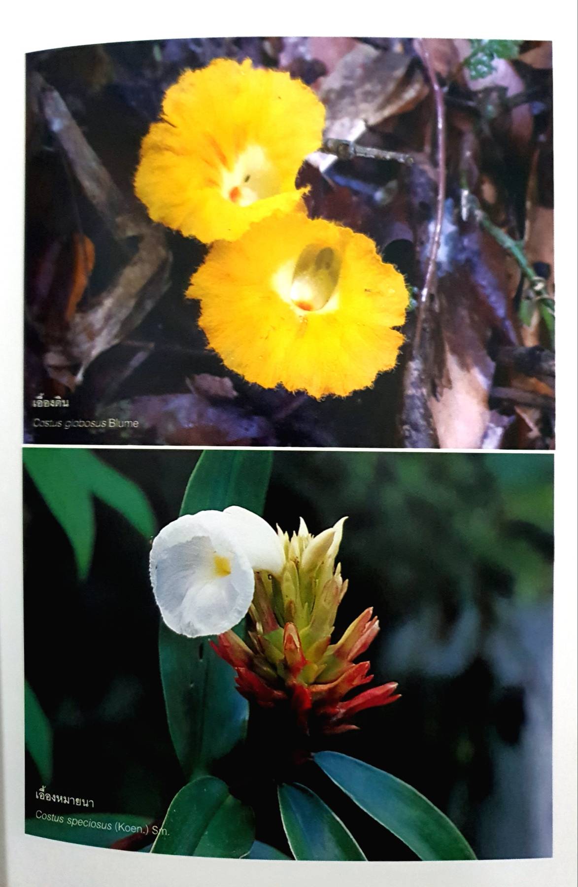 ลักษณะประจำวงศ์พรรณไม้ 3 Key Characters of Plant Families