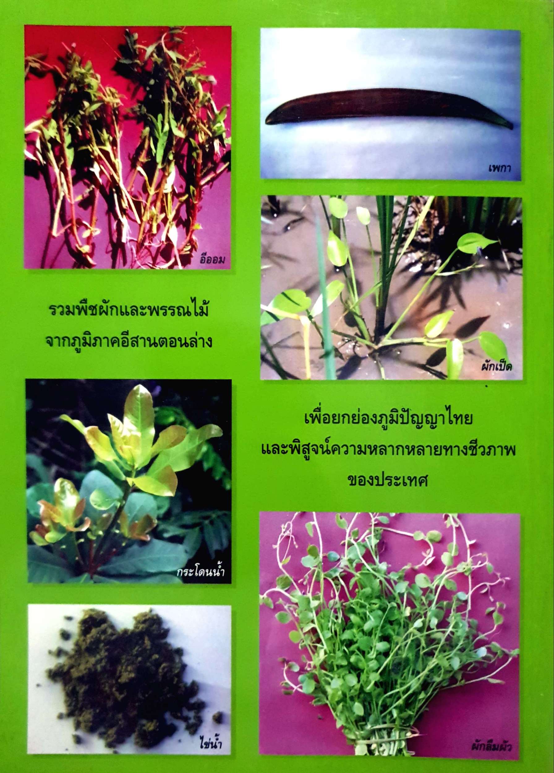 พืชผักพรรณไม้ พื้นบ้านอีสาน / ผศ.กมลทิพย์ กสิภาร์ (ขนาดA4)