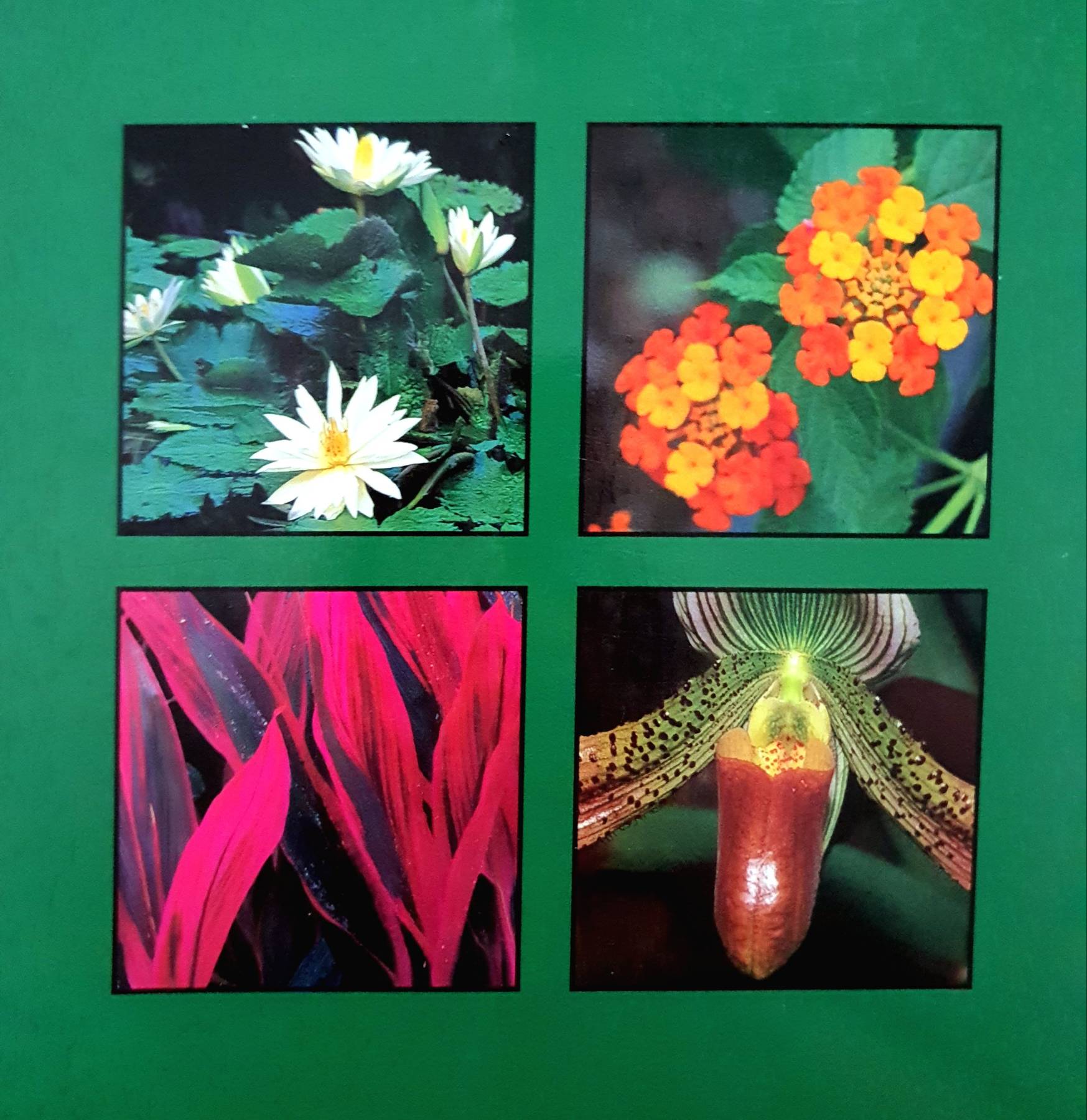 Tropical Garden Plants (Paperback) : William Warren