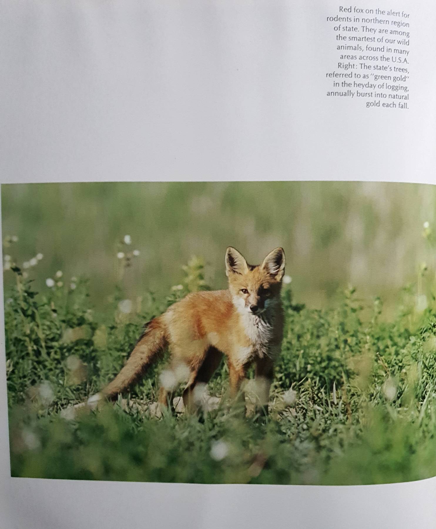 Michigan (Hardcover) by Stan Osolinski (Author), 1983