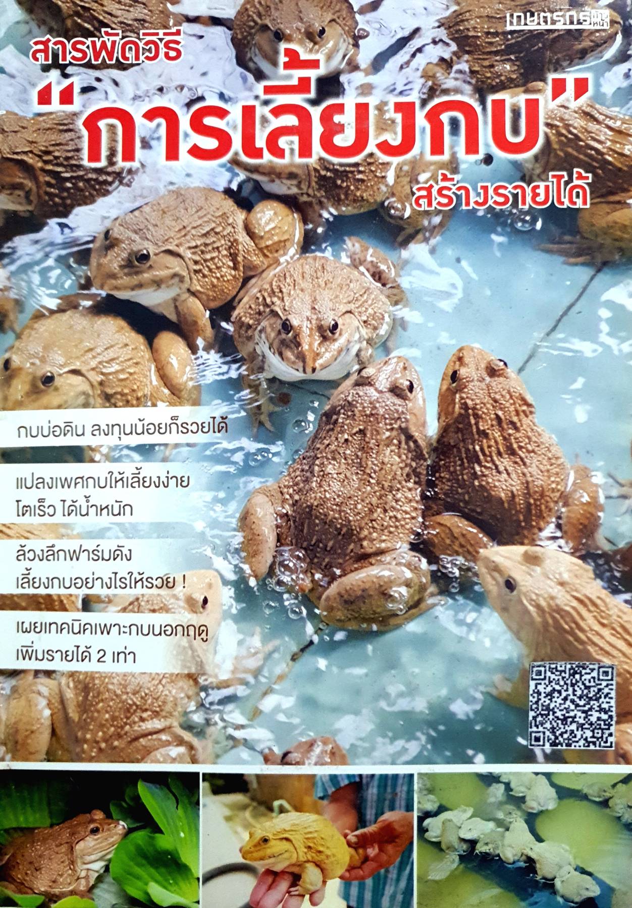 สารพัดวิธี "การเลี้ยงกบ" สร้างรายได้ กบบ่อดิน ลงทุนน้อยก็รวยได้