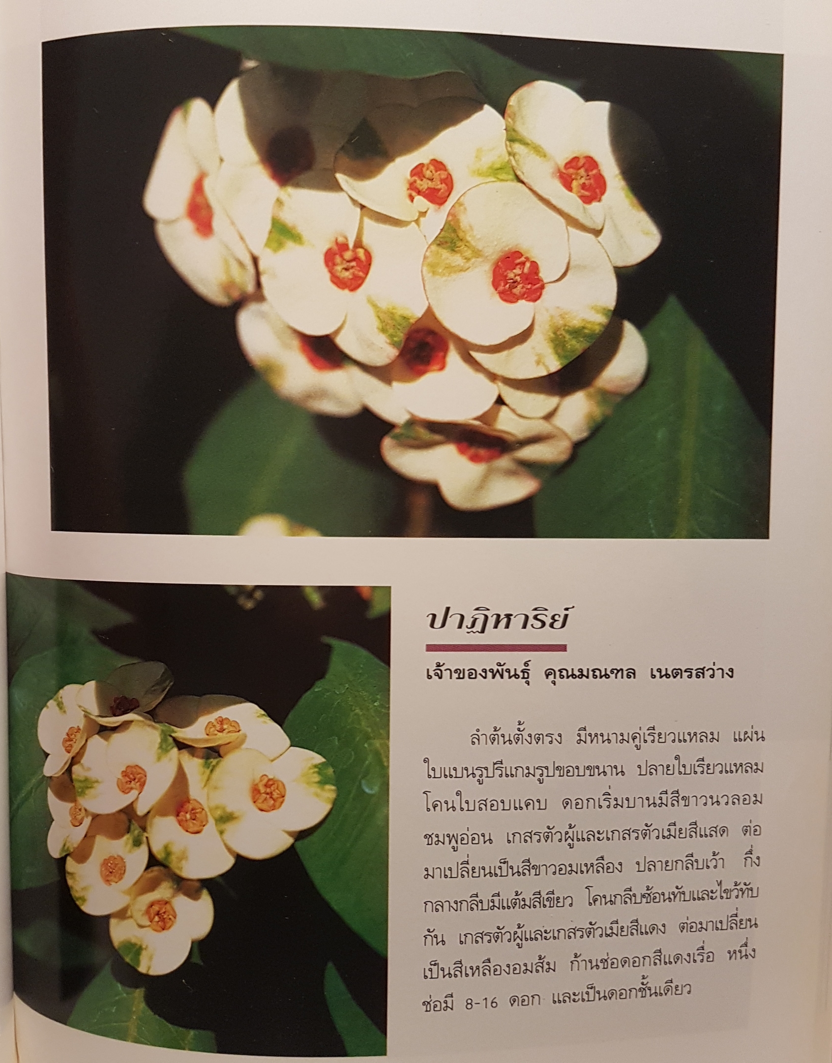 โป๊ยเซียน ไม้ดอกเสี่ยงทาย