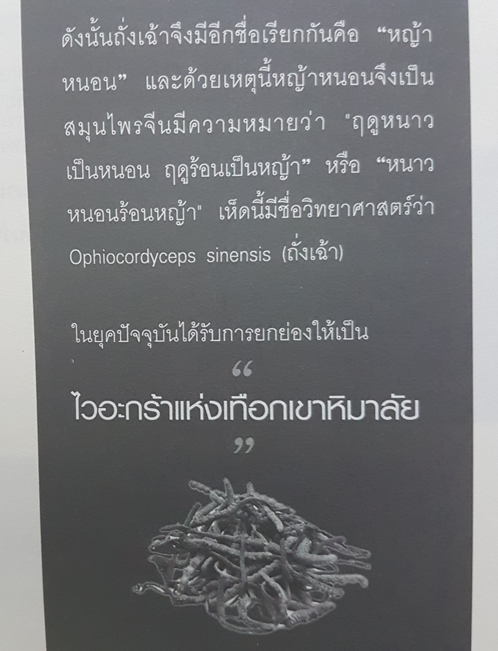 ถั่งเฉ้า สมุนไพรเทวดา รักษา 100 โรค