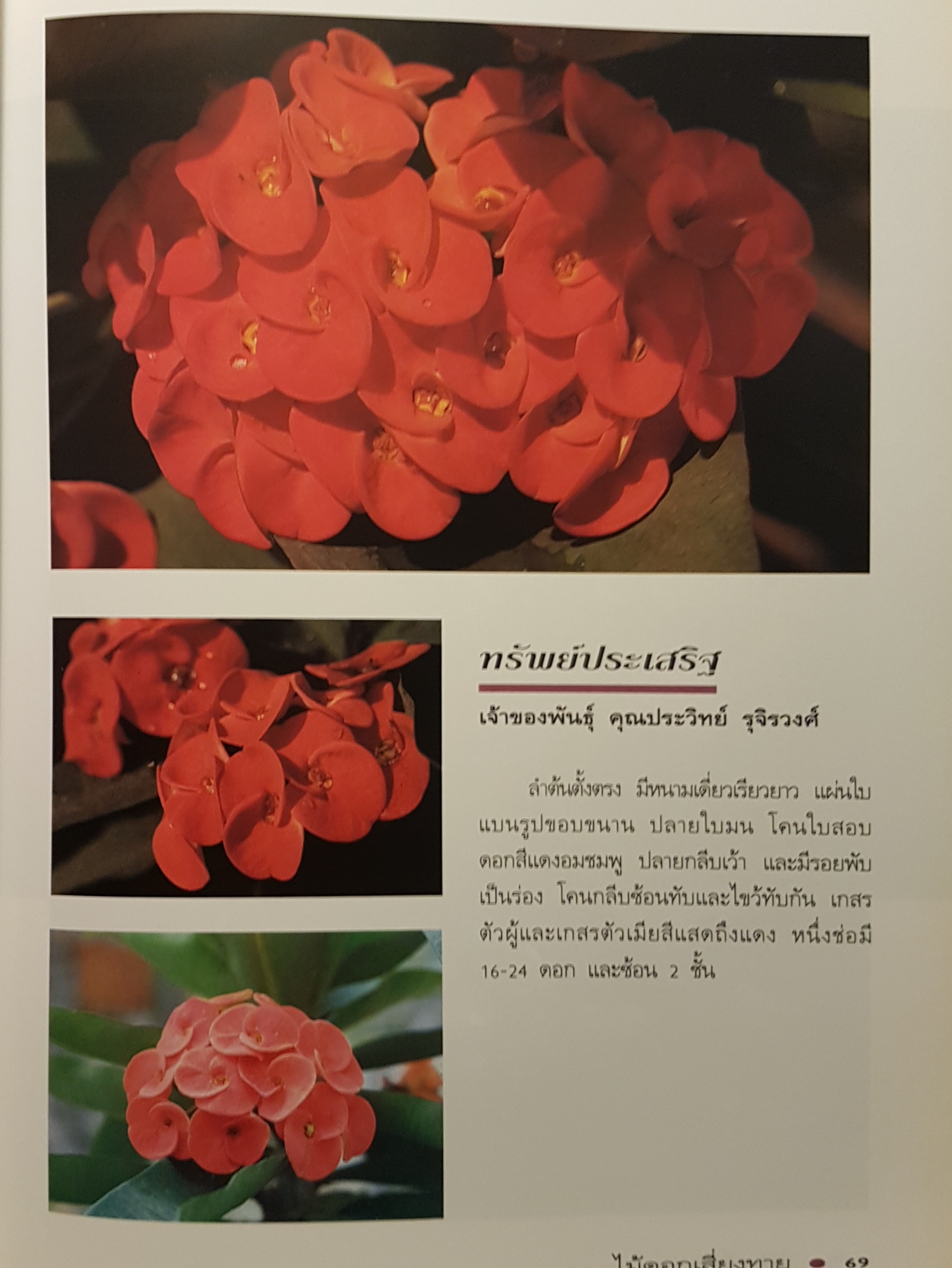 โป๊ยเซียน ไม้ดอกเสี่ยงทาย