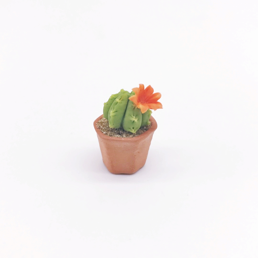 Miniature Cactus