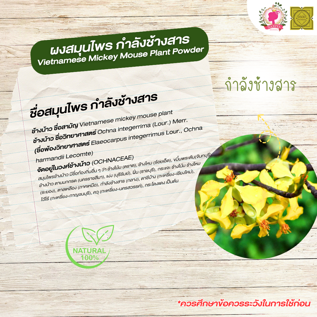 ผงกำลังช้างสาร (Vietnamese Mickey Mouse Plant Power) 500 1000 กรัม กำลังช้างสาร บดละเอียด สมุนไพร แท้ 100% FG-HBP-009