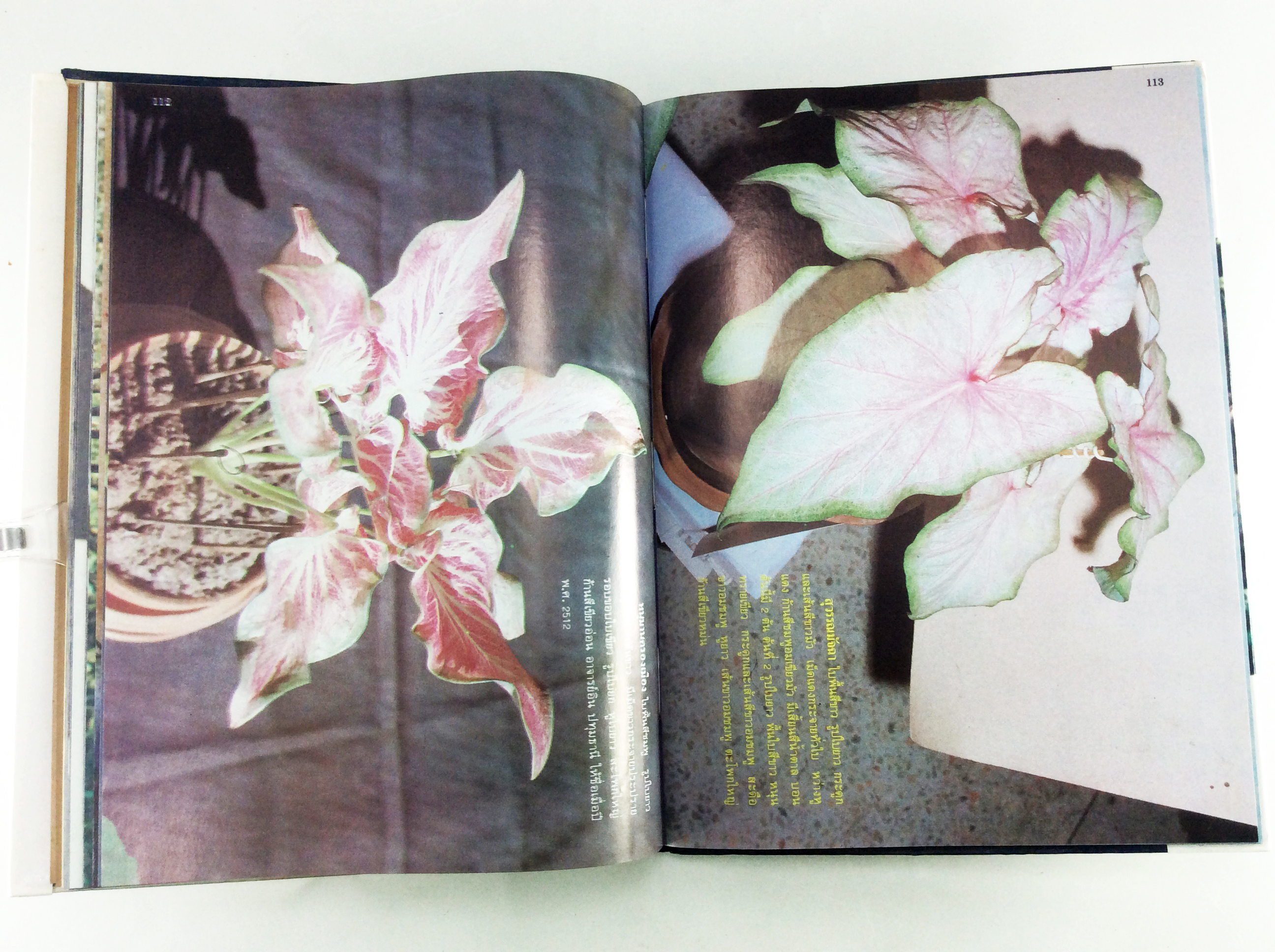 ตำนานบอนสีราชินีแห่งไม้ประดับ บอนสี ไม้ใบประดับ หนังสือเก่า หนังสือหายาก หนังสือสะสม