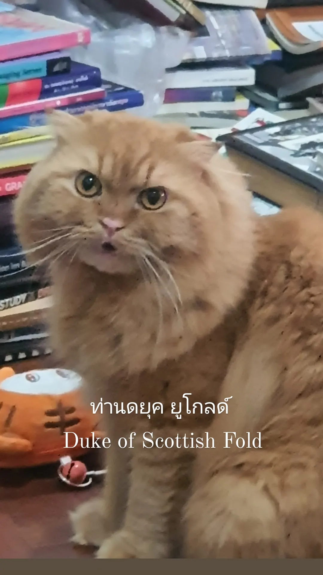 IMC & Marketing Communication กลยุทธ์การสื่อสารการตลาด