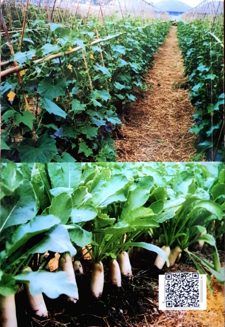 การทำสวนผัก : ชำนาญ เขียวอำไพ