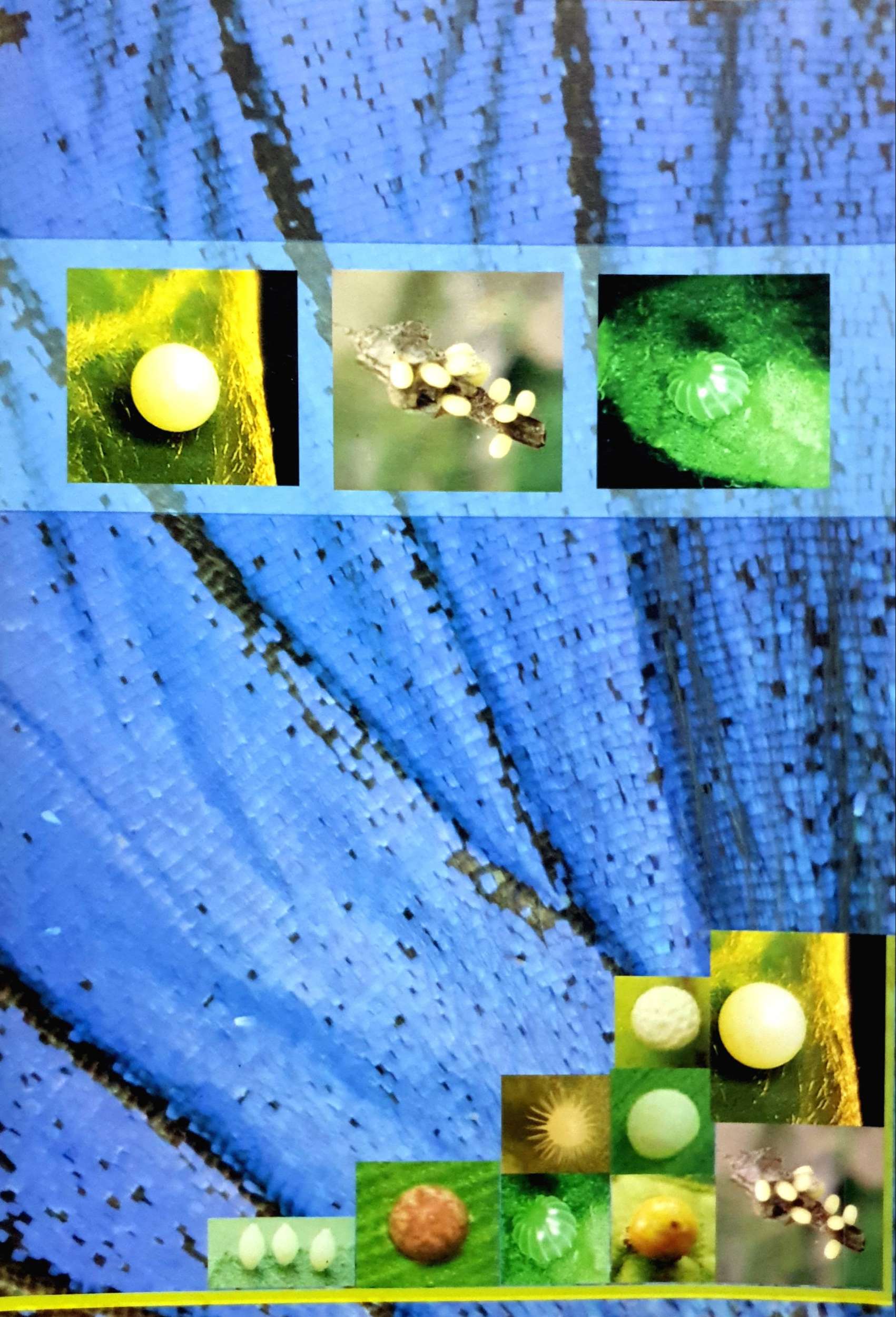 คู่มือการเพาะเลี้ยงผีเสื้อ สํานักวิจัยการอนุรักษ์ป่าไม้และพันธุ์พืช กรมอุทยานแห่งชาติ สัตว์ป่าและพันธุ์พืช