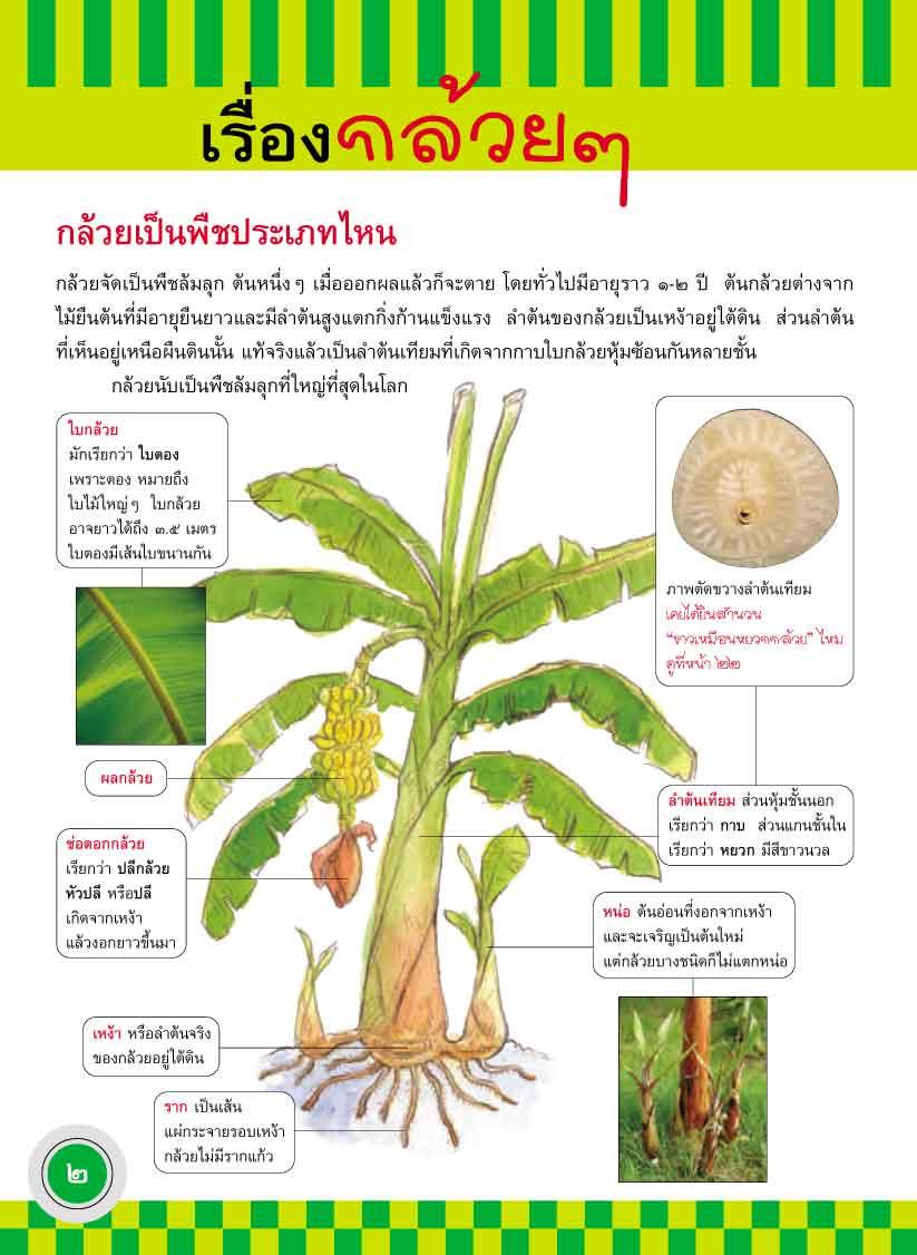 ภูมิใจไทย-กล้วยไทย(อาเซียน)