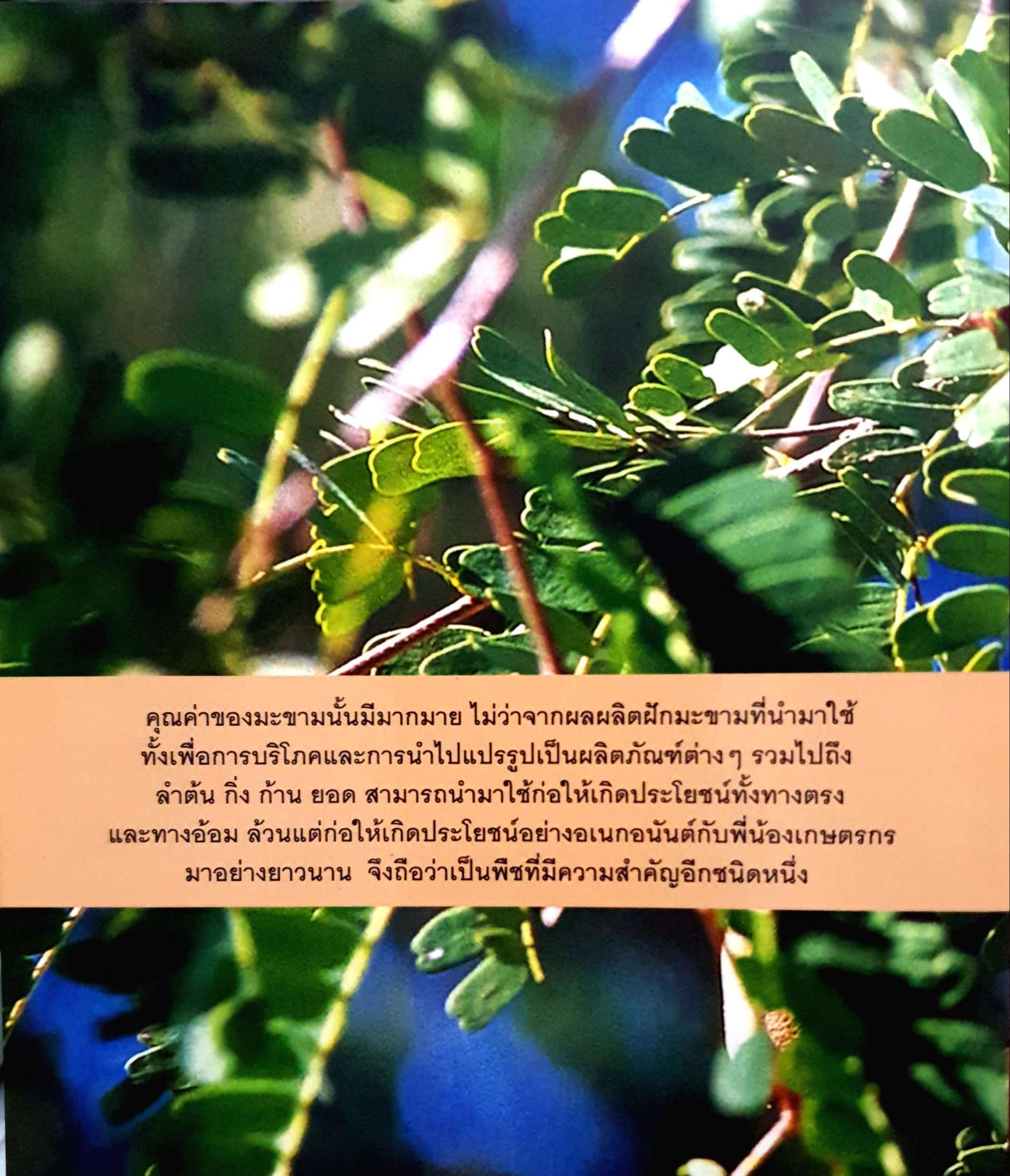 มะขาม พืชสร้างอนาคต ชูศักดิ์ สัจจพงษ์