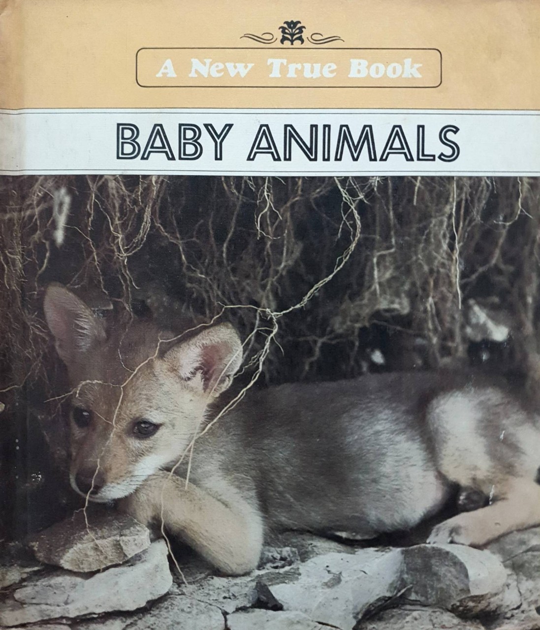 A New True Book : BABY ANIMALS