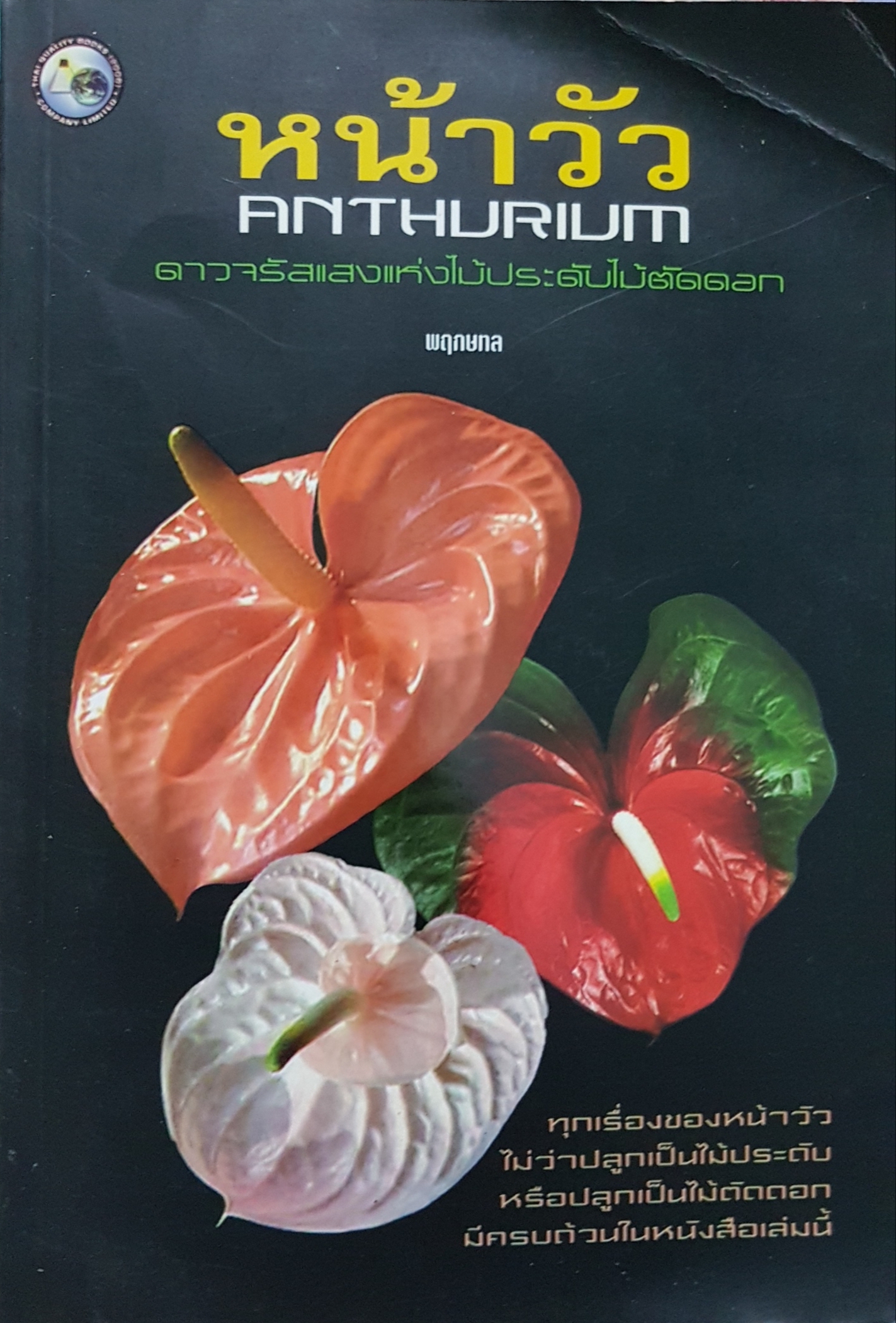หน้าวัว Anthurium ดาวจรัสแสงแห่งไม้ประดับไม้ตัดดอก พฤกษทล