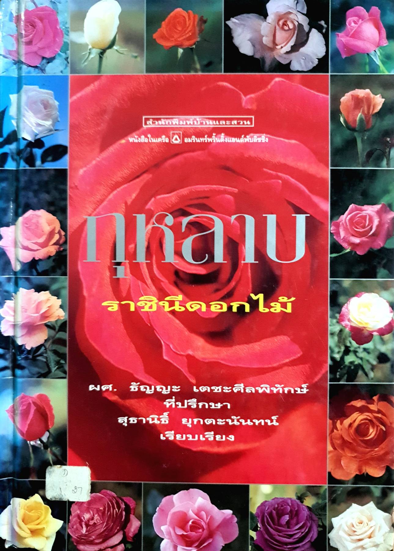 กุหลาบ : ราชินีดอกไม้