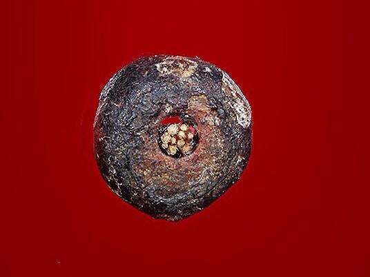 เม็ดประคำหลวงปู่่ทิม ยุคต้น เม็ดเล็กแต่พุทธคุณไม่เล็ก สวยมากครับ /1