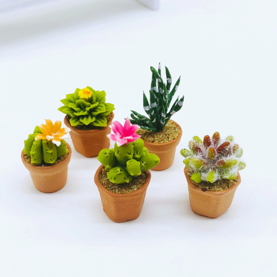 Miniature Cactus set 5 pieces