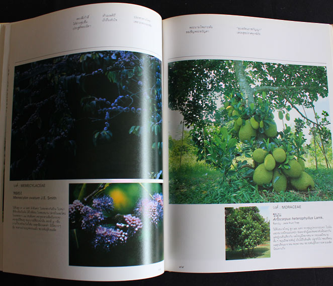 มูลนิธิสวนหลวง ร.9 ร่วมกับกรุงเทพมหานครและประชาชนสร้างสวนสาธารณะแห่งใหม่