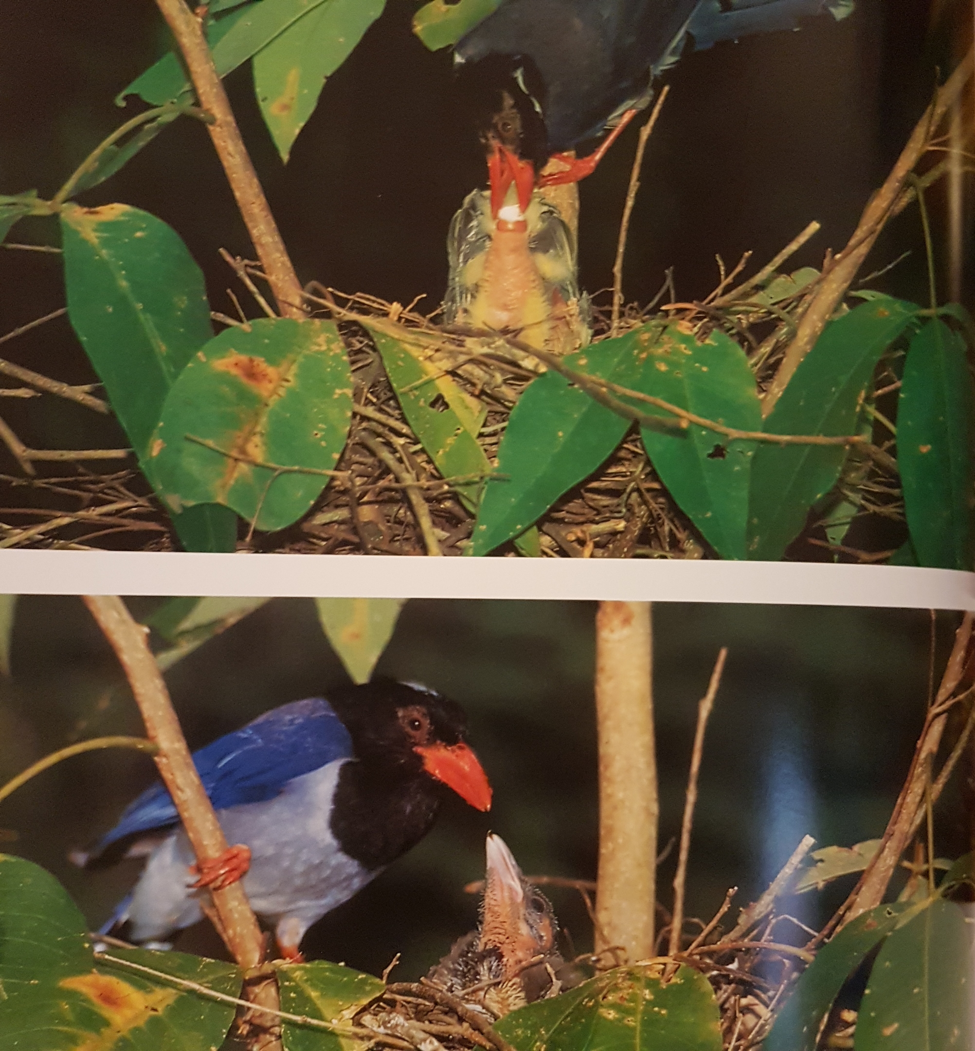 สัตว์ป่าในราชอาณาจักรไทย Wildlife in the Kingdom of Thailand