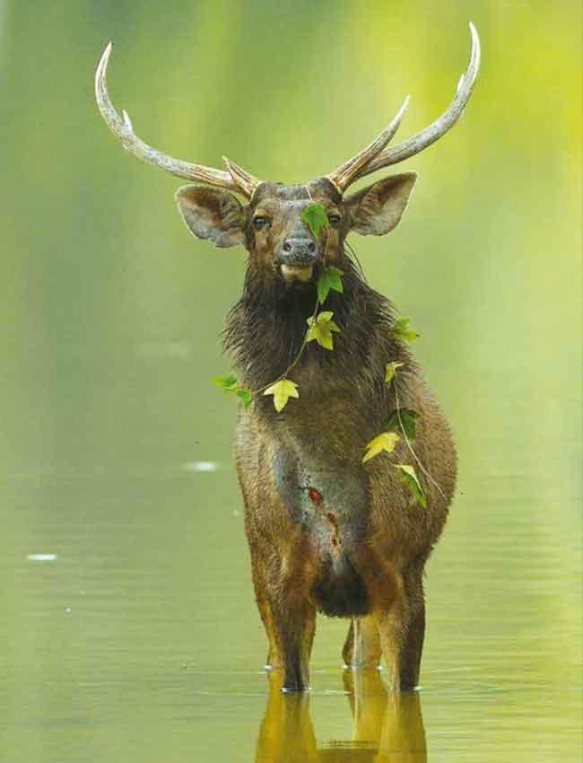 ลมหายใจในภูเขียว (หนังสือคืนจากร้านค้า สภาพ 70% มีตำหนิ)