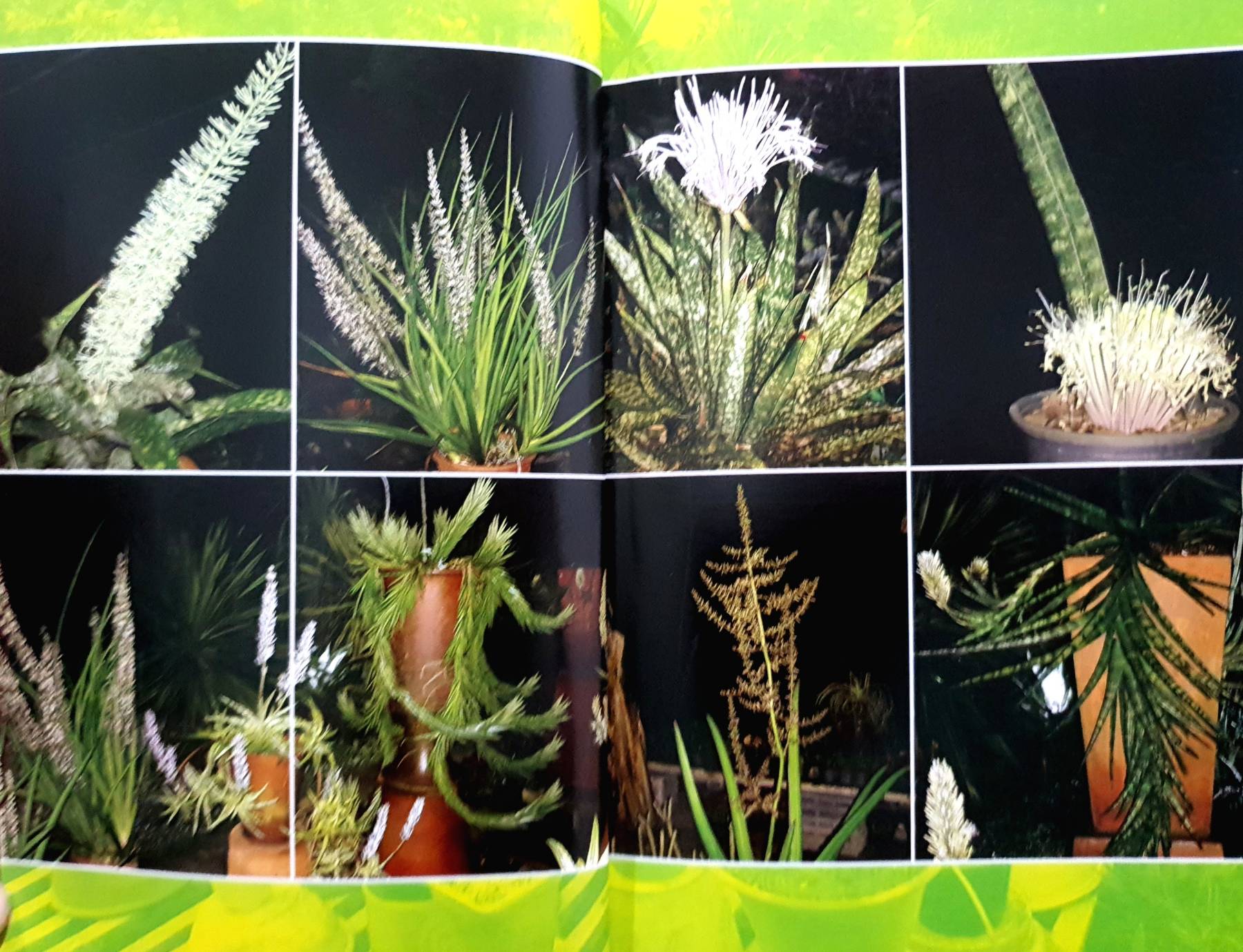 Sanservierias Correction in Thailand ลิ้นมังกรเพื่อการประดับและการสะสม