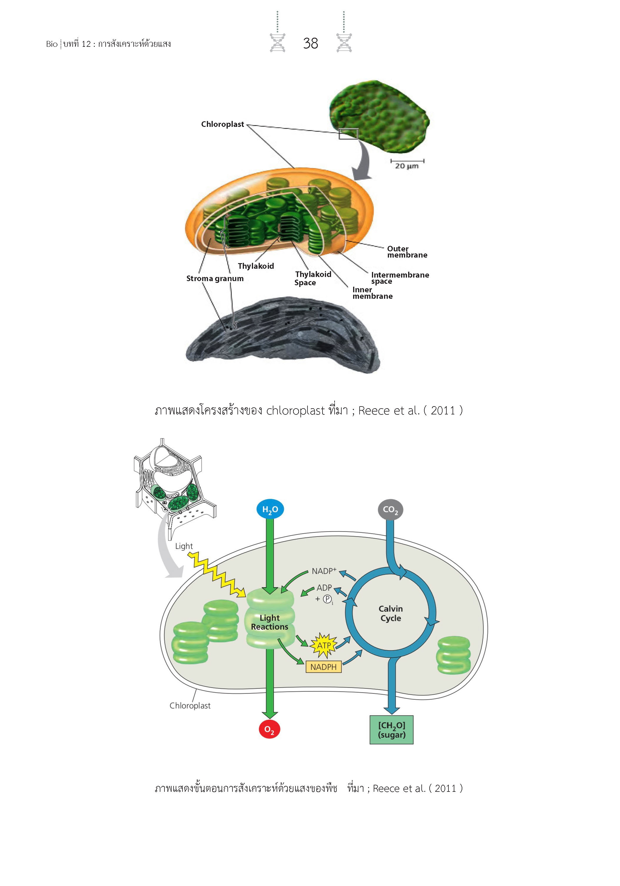 สรุปเข้ม ชีววิทยา เล่ม 2 (พิมพ์ 4 สี)