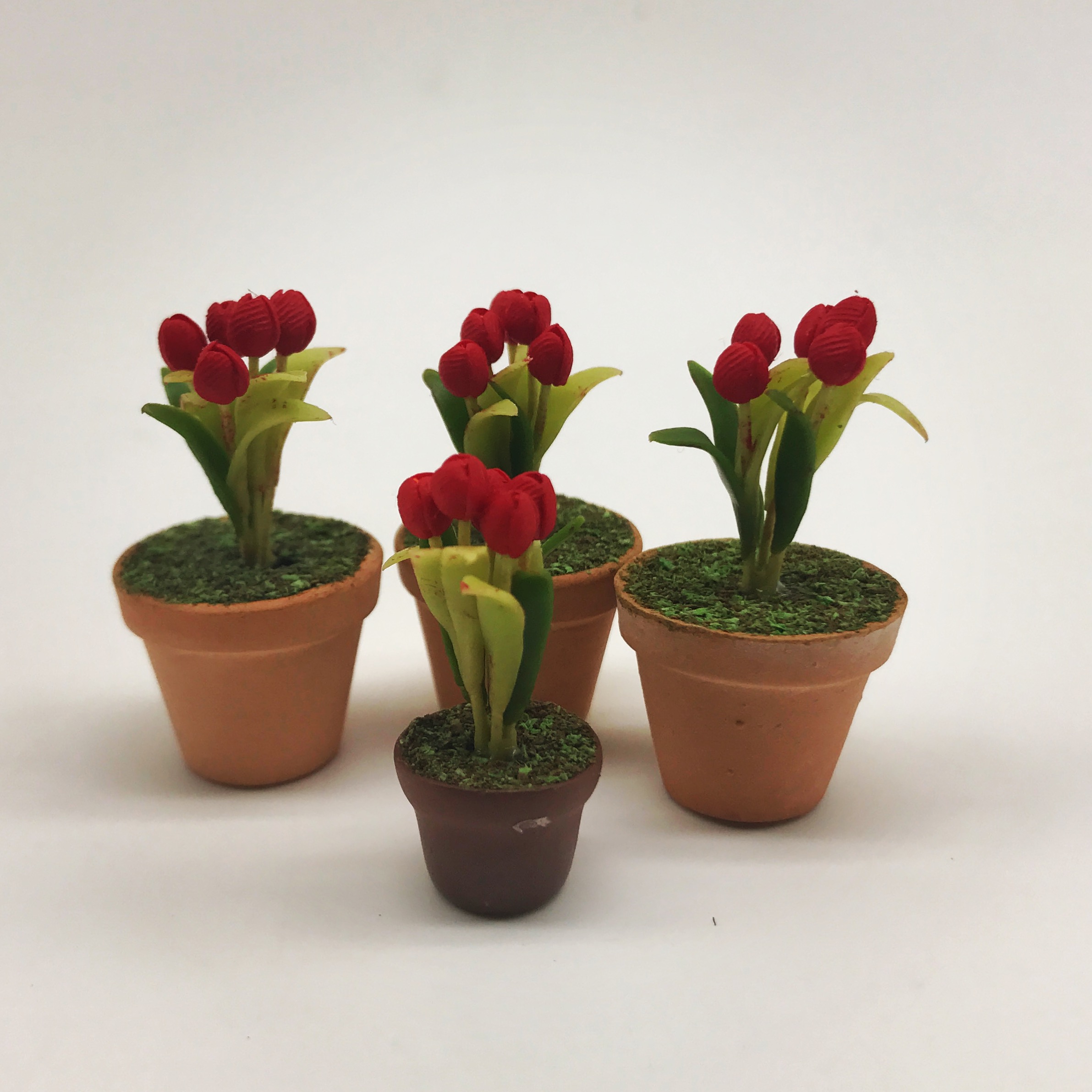 Miniature plant,flower in pot