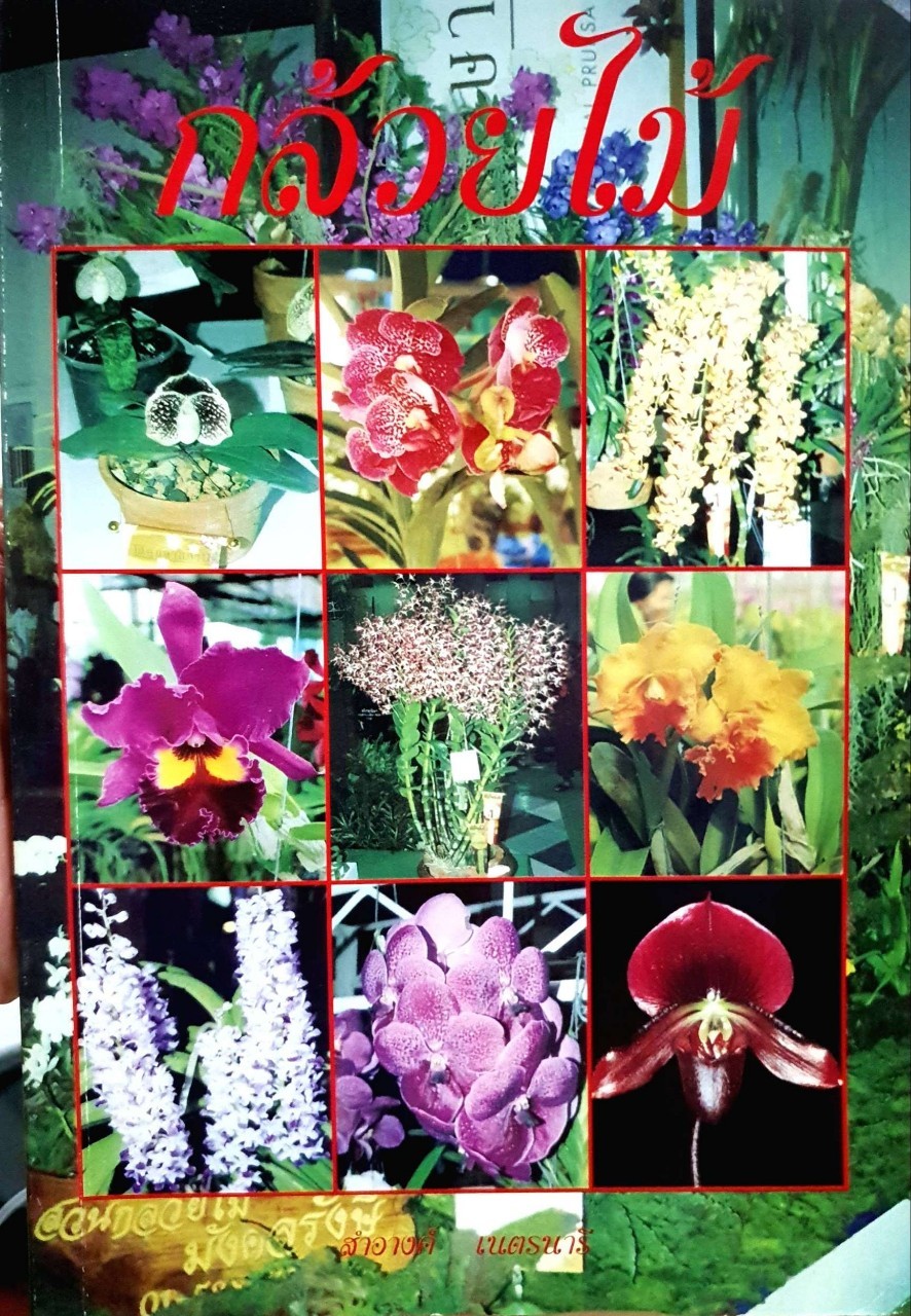 กล้วยไม้ (สวนกล้วยไม้ มงคลรังสี) : สำอางค์ เนตรนารี