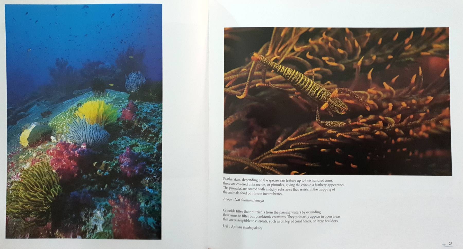 Andaman and beyond: a reflection of the Indian and Pacific oceans by Paul Lees