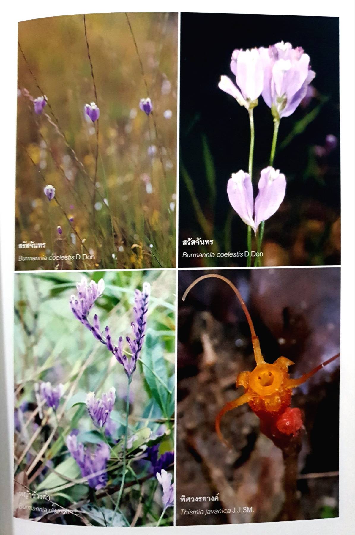 ลักษณะประจำวงศ์พรรณไม้ 3 Key Characters of Plant Families