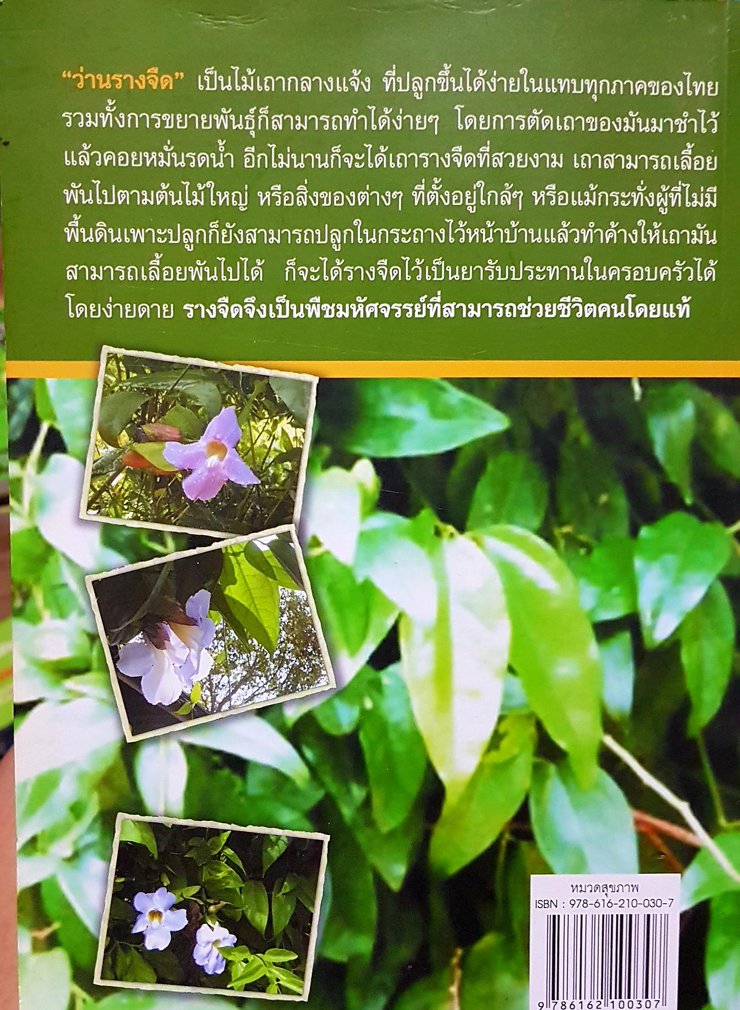 ว่านรางจืด พืชมหัศจรรย์ / กรวีร์ ชูธรรมธัช