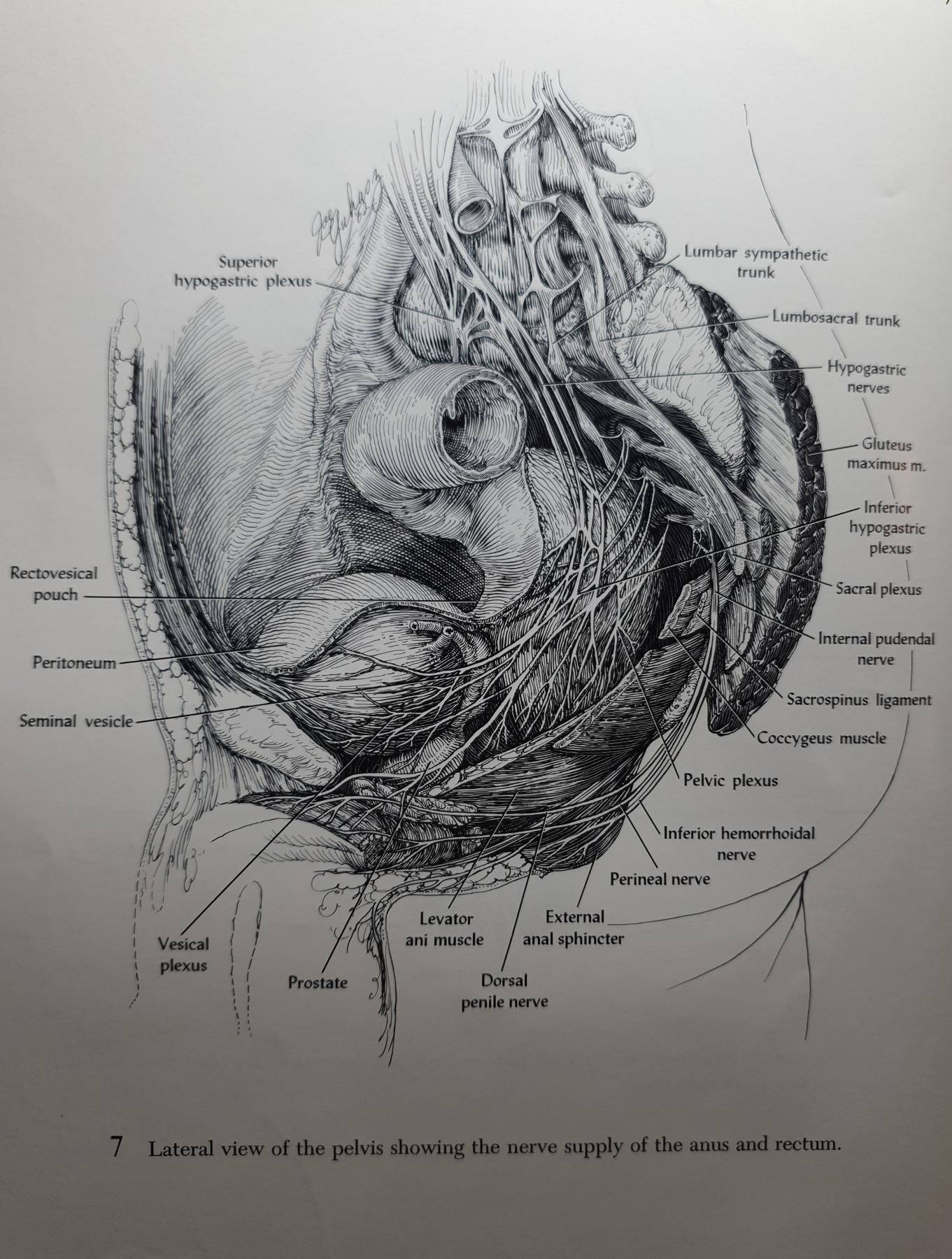 Atlas of Anorectal Surgery RICHARD A. LOCKWOOD, M.D. Illustrated by Joseph M. Yuhasz
