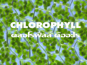คลอโรฟิลล์,Chlorophyll,ขับสารพิษ,บำรุงเลือด