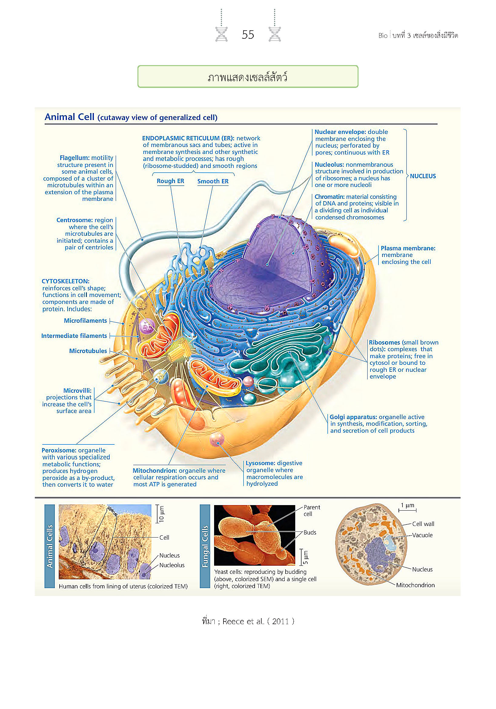 สรุปเข้ม ชีววิทยา เล่ม 1 (พิมพ์ 4 สี)