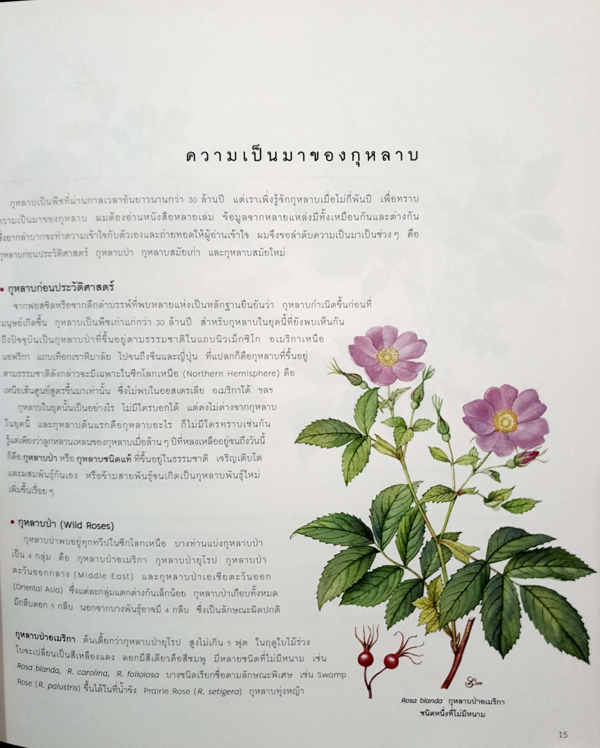 กุหลาบ : (Roses) พจนา นาควัชระ